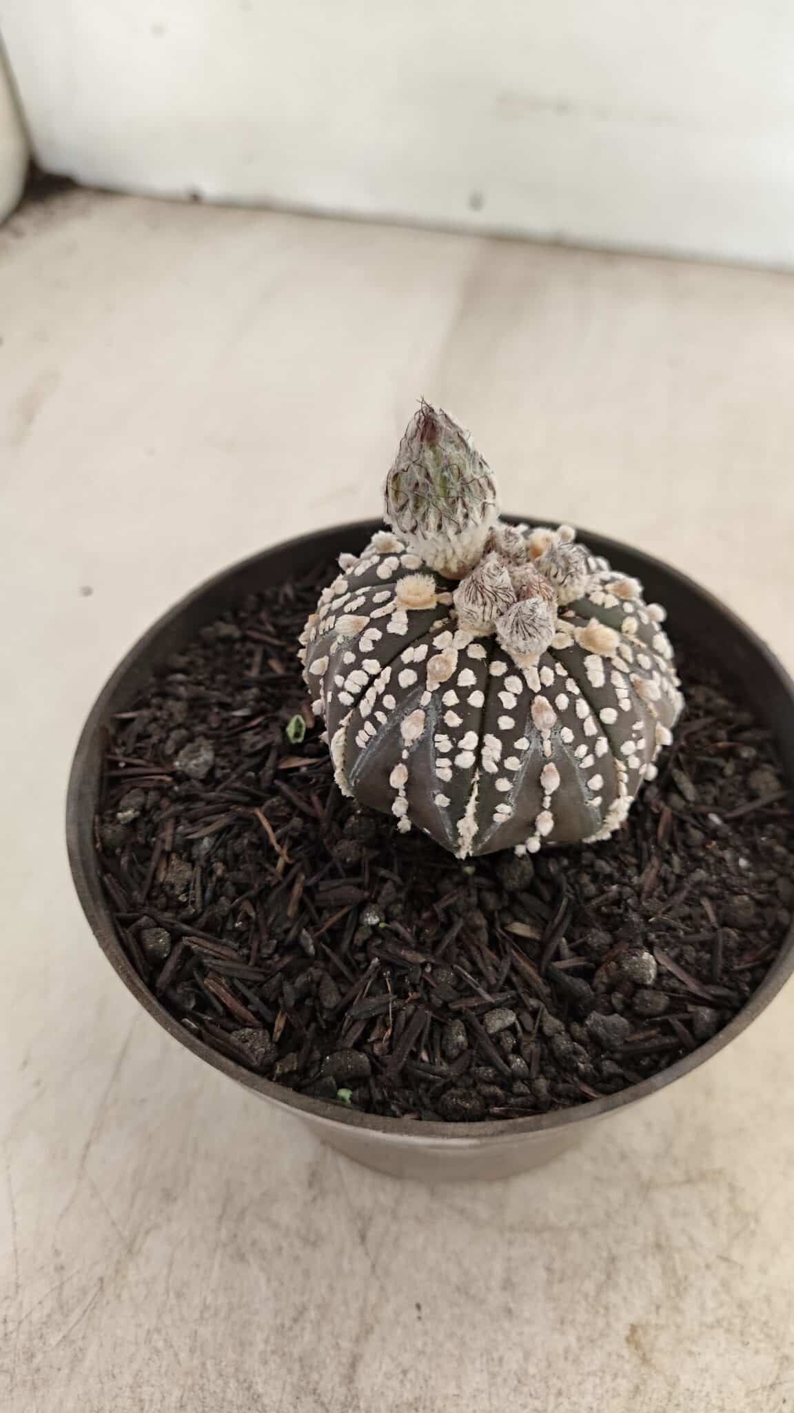 ASTROPHYTUM ASTERIAS “Purple”  Nº 1003 – vaso 09 - foto 6