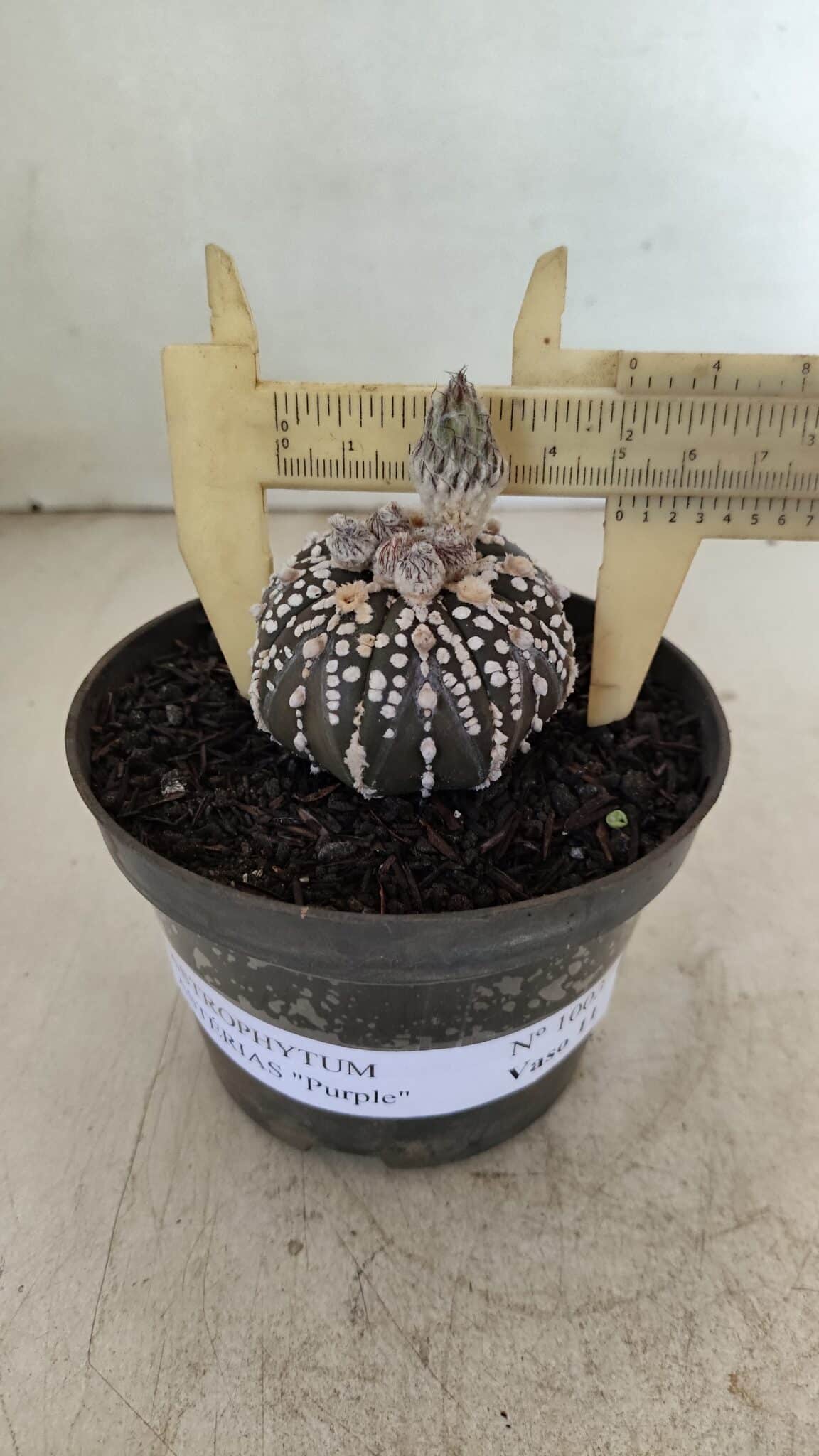 ASTROPHYTUM ASTERIAS “Purple”  Nº 1003 – vaso 09 - foto 5
