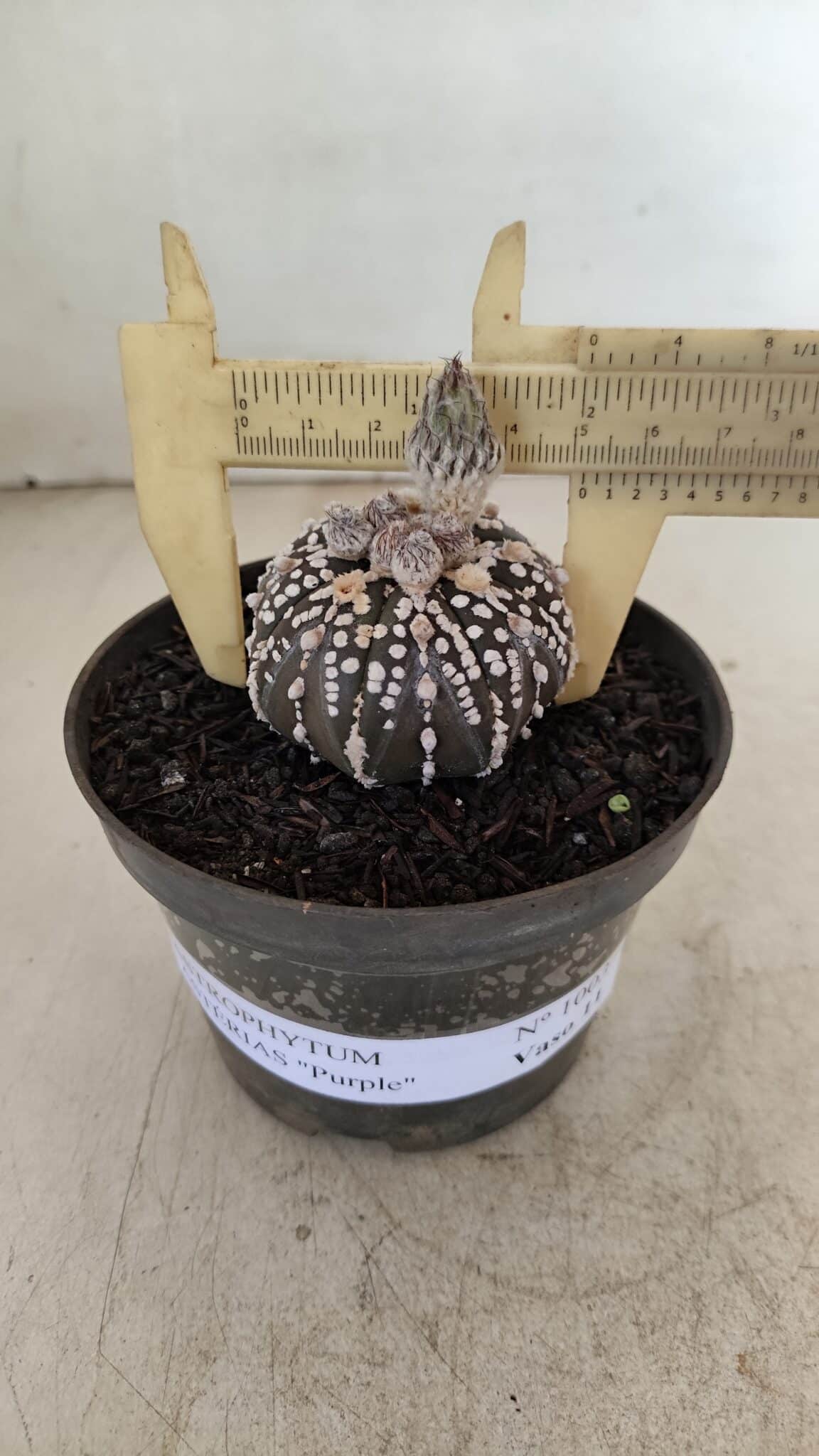 ASTROPHYTUM ASTERIAS “Purple”  Nº 1003 – vaso 09 - foto 4
