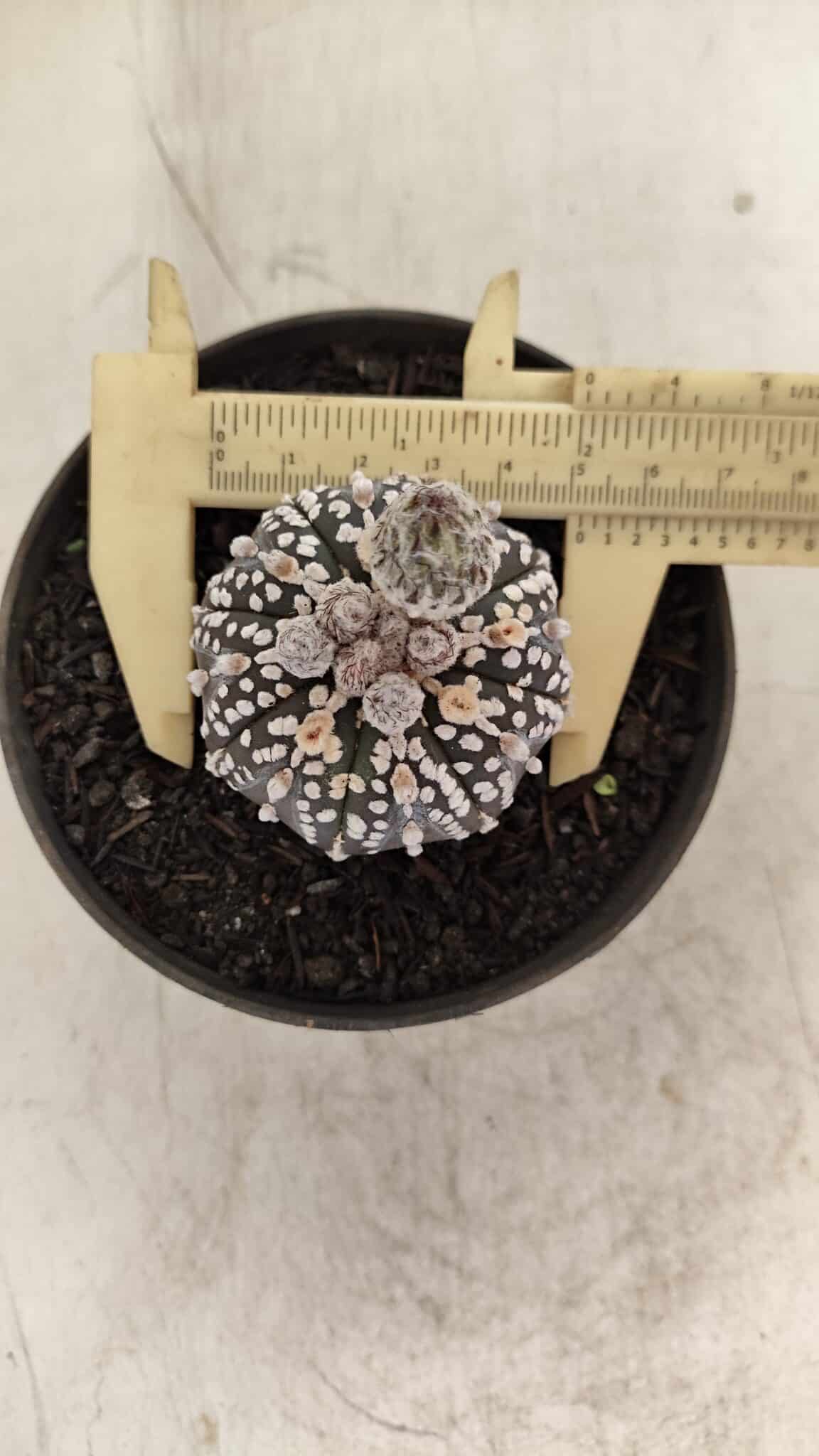 ASTROPHYTUM ASTERIAS “Purple”  Nº 1003 – vaso 09 - foto 3