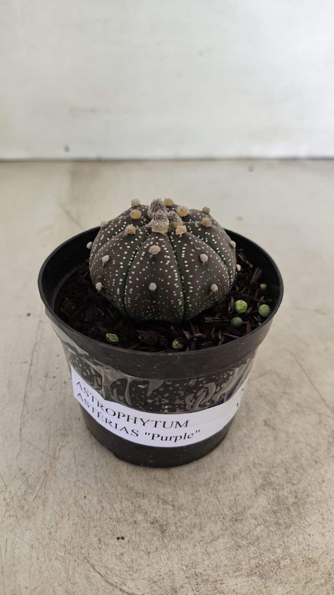 ASTROPHYTUM ASTERIAS “Purple”  Nº 1004 – vaso 09 - foto 2