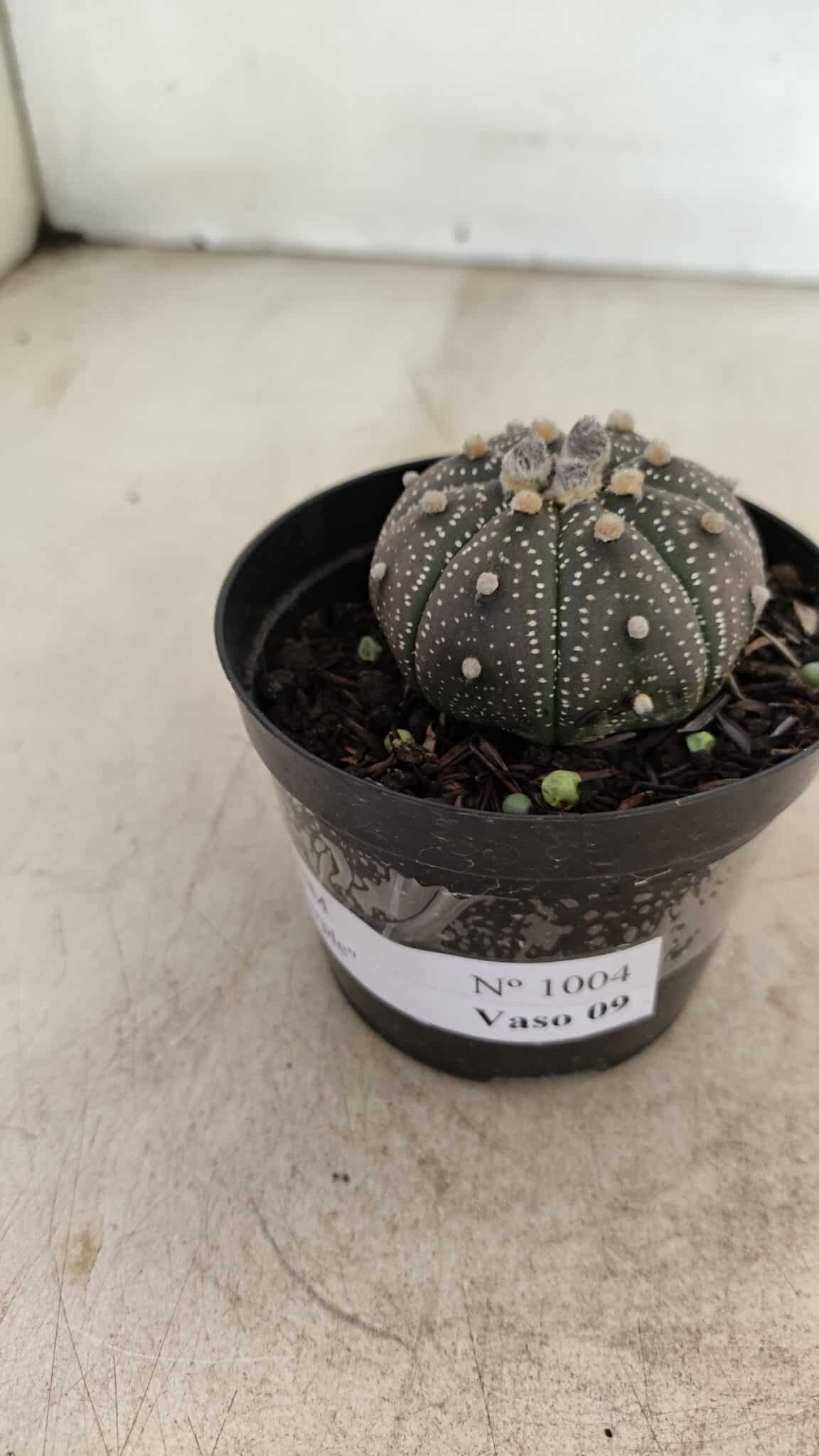 ASTROPHYTUM ASTERIAS “Purple”  Nº 1004 – vaso 09 - foto 8