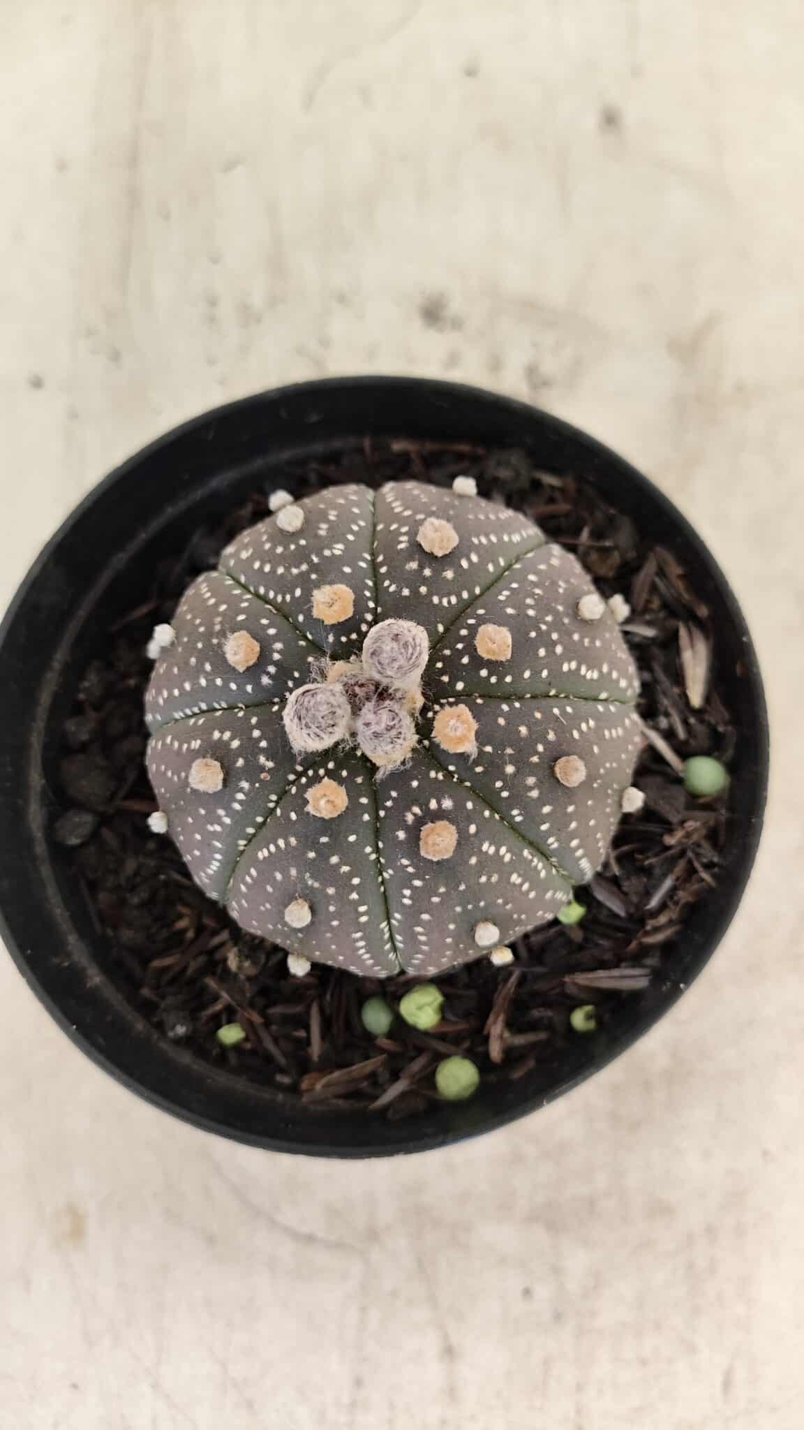 ASTROPHYTUM ASTERIAS “Purple”  Nº 1004 – vaso 09 - foto 3