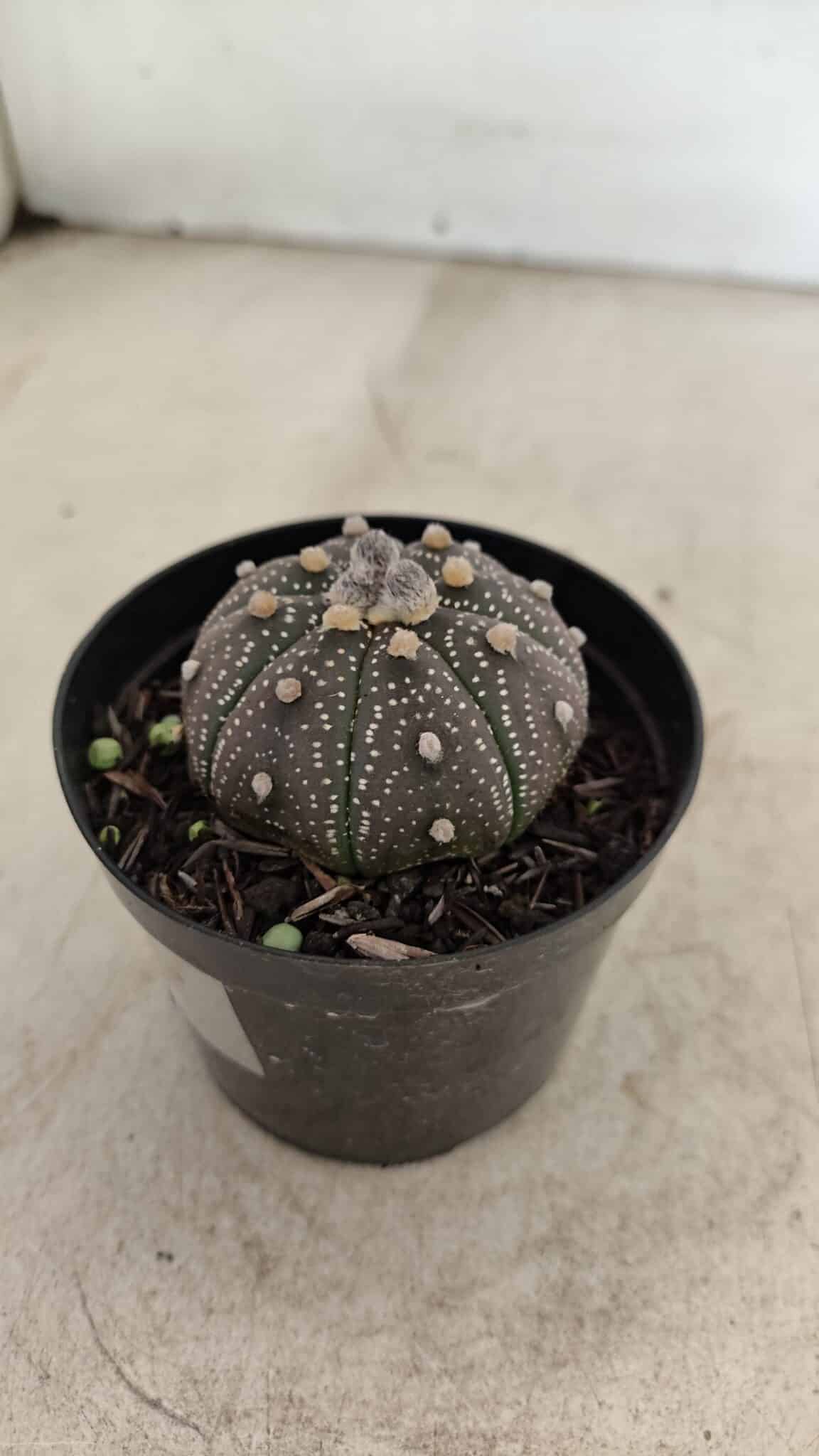 ASTROPHYTUM ASTERIAS “Purple”  Nº 1004 – vaso 09 - foto 7