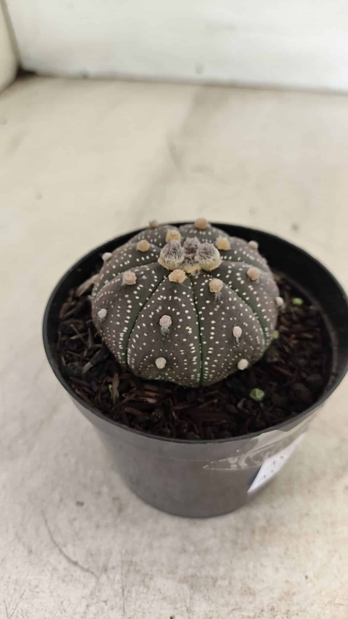 ASTROPHYTUM ASTERIAS “Purple”  Nº 1004 – vaso 09 - foto 6