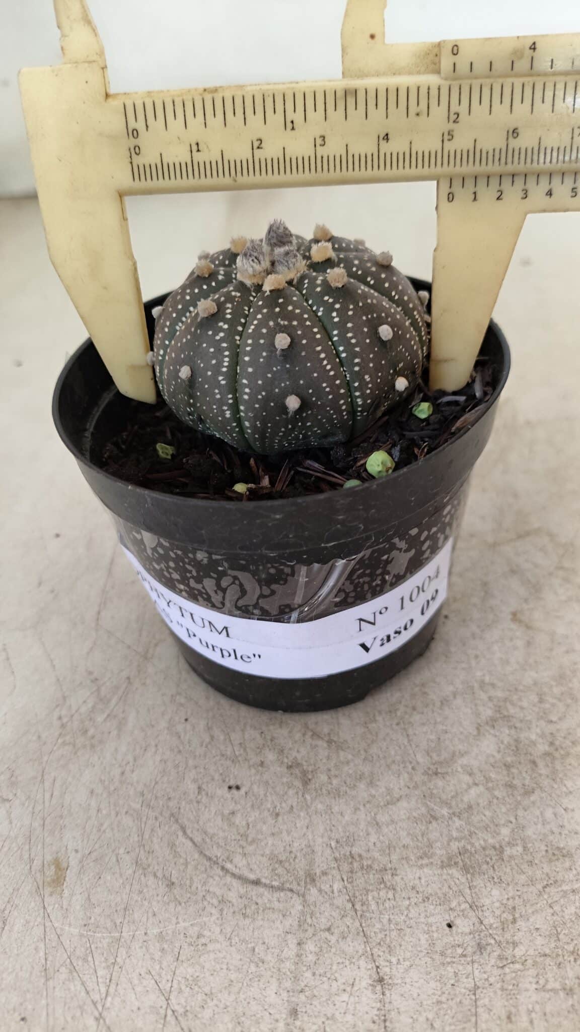 ASTROPHYTUM ASTERIAS “Purple”  Nº 1004 – vaso 09 - foto 5