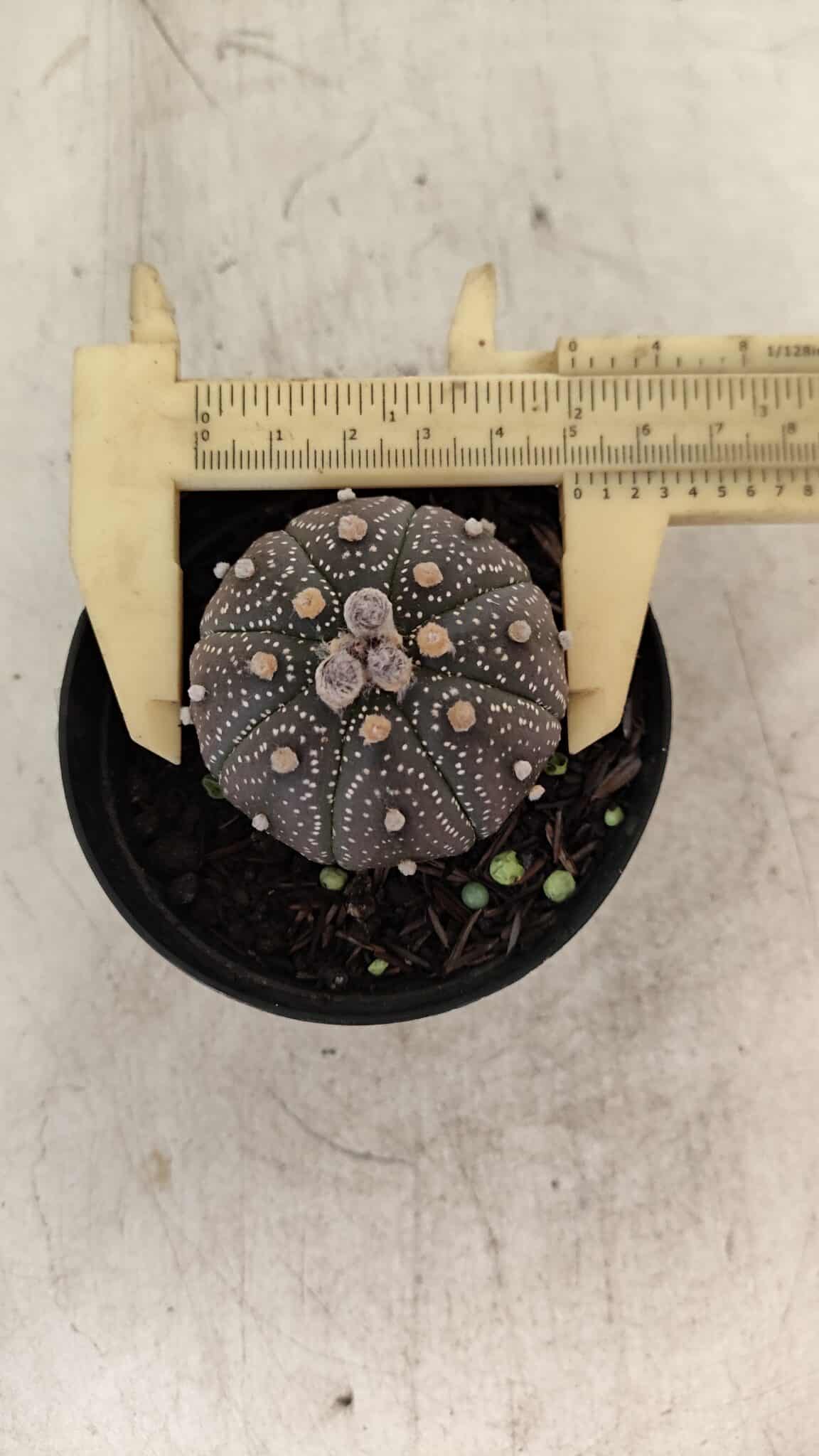 ASTROPHYTUM ASTERIAS “Purple”  Nº 1004 – vaso 09 - foto 4