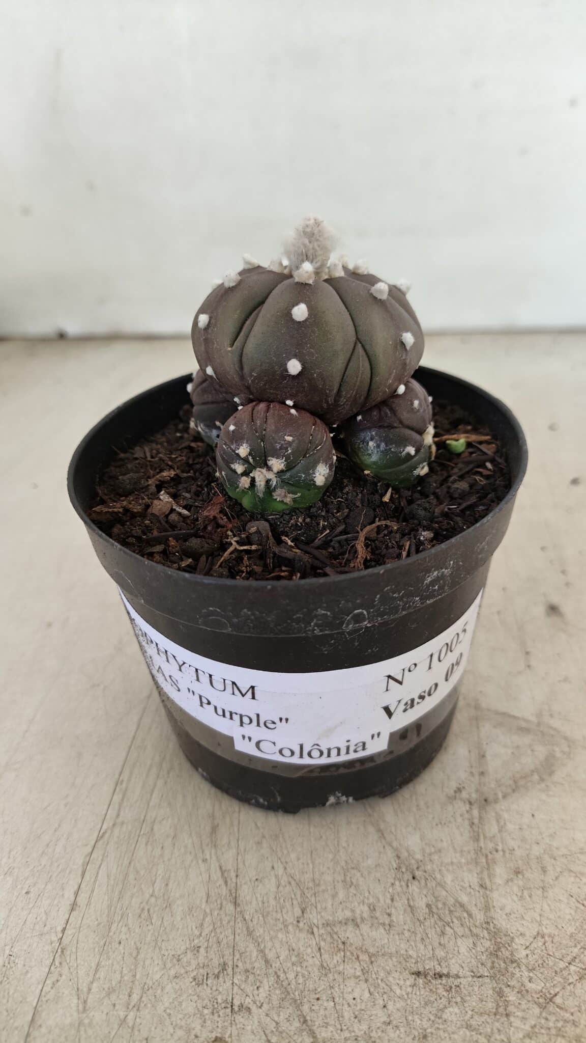 ASTROPHYTUM ASTERIAS “Purple” Colonia  Nº 1005 – vaso 09 - foto 2