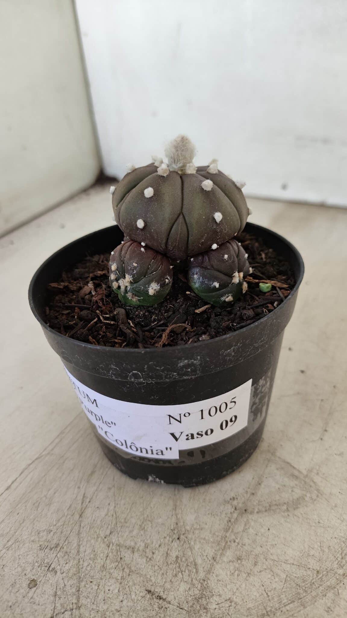 ASTROPHYTUM ASTERIAS “Purple” Colonia  Nº 1005 – vaso 09 - foto 10