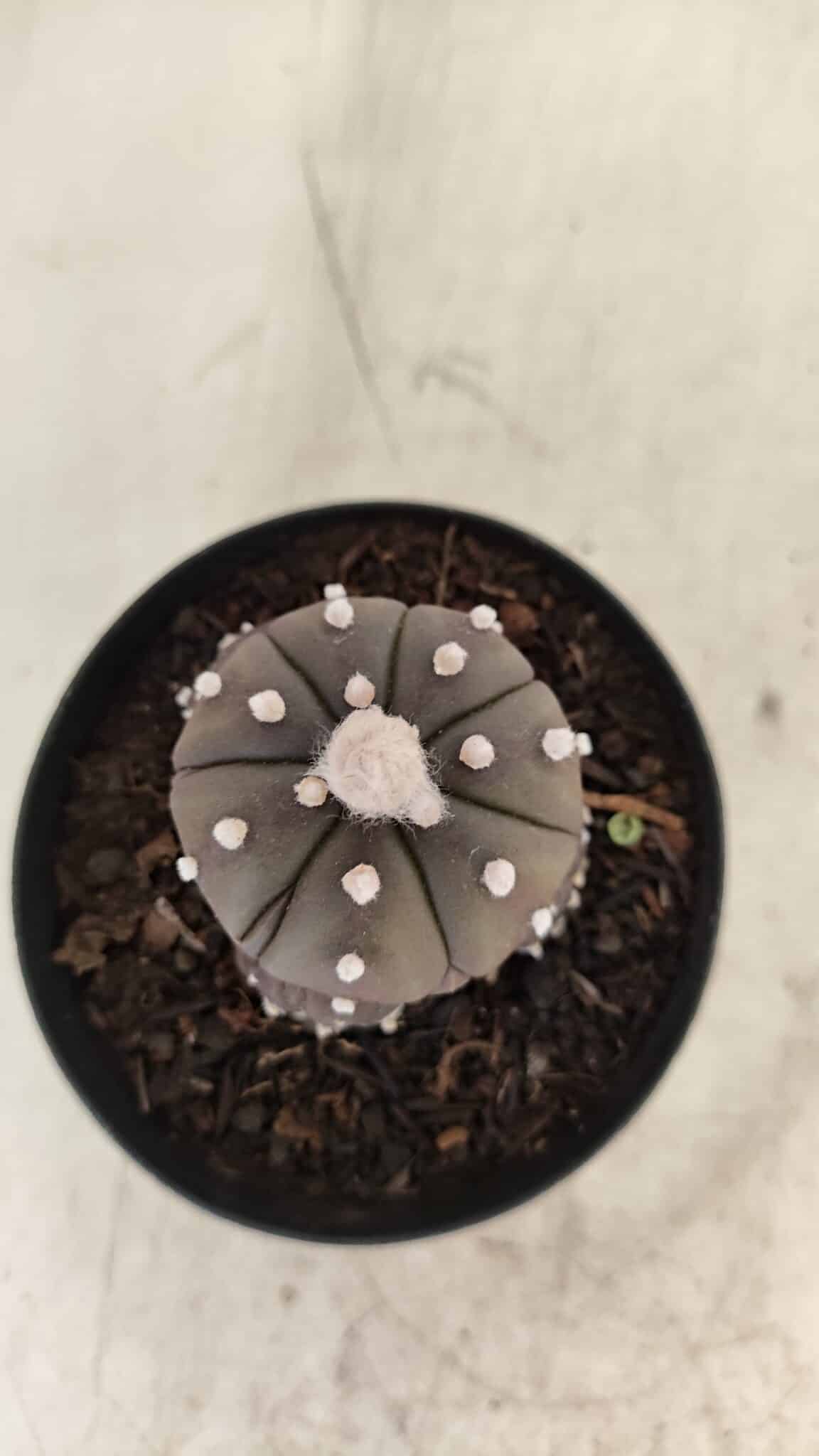 ASTROPHYTUM ASTERIAS “Purple” Colonia  Nº 1005 – vaso 09 - foto 9