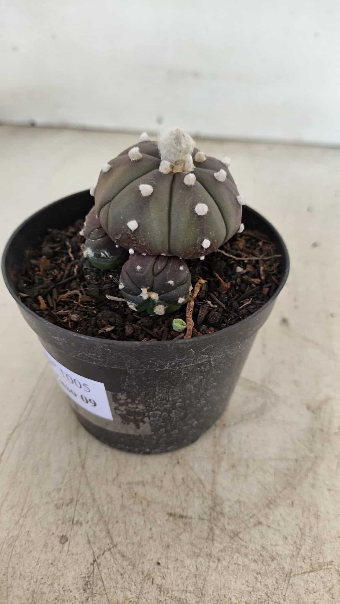 ASTROPHYTUM ASTERIAS “Purple” Colonia  Nº 1005 – vaso 09 - foto 8