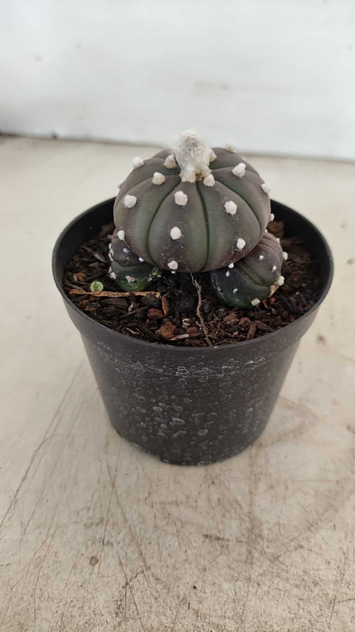 ASTROPHYTUM ASTERIAS “Purple” Colonia  Nº 1005 – vaso 09 - foto 7