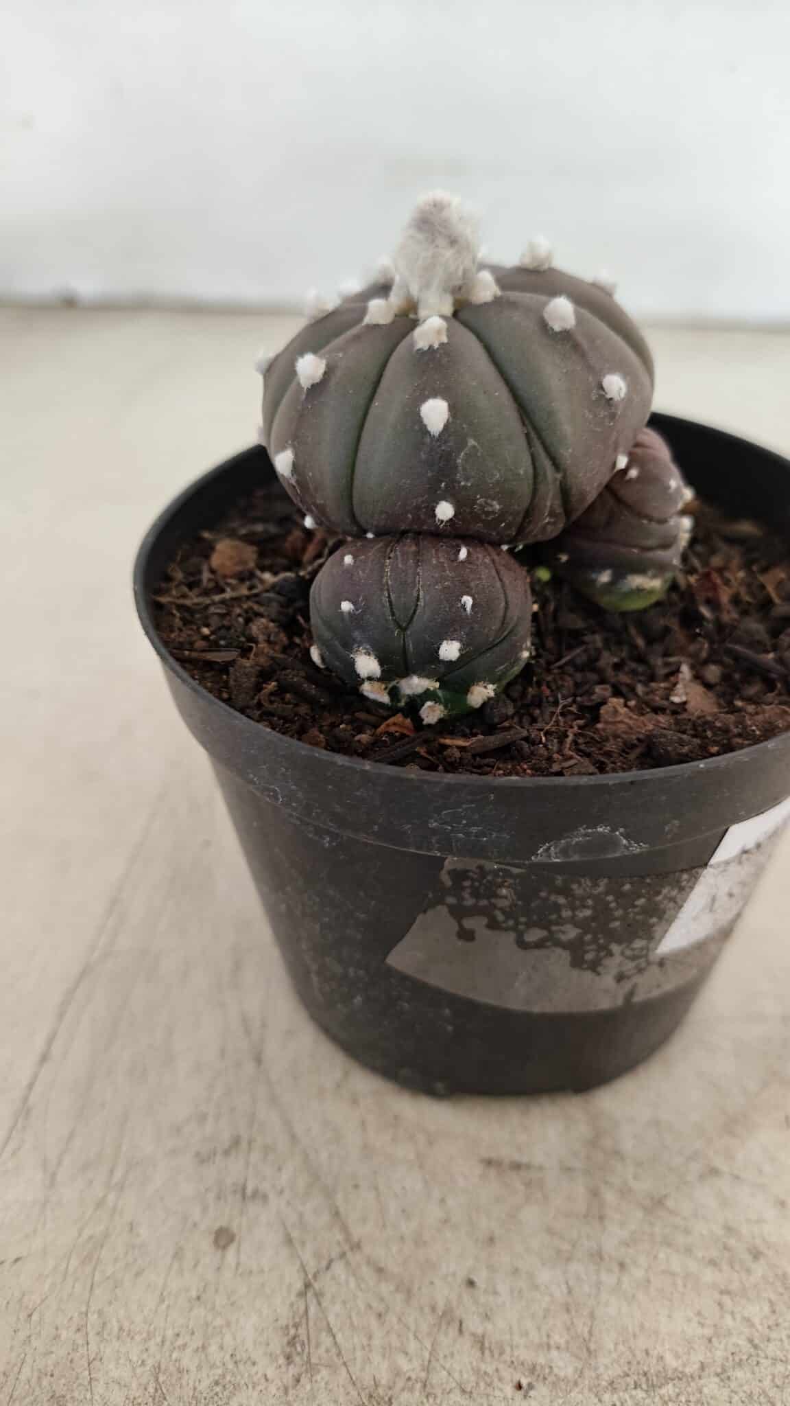 ASTROPHYTUM ASTERIAS “Purple” Colonia  Nº 1005 – vaso 09 - foto 6