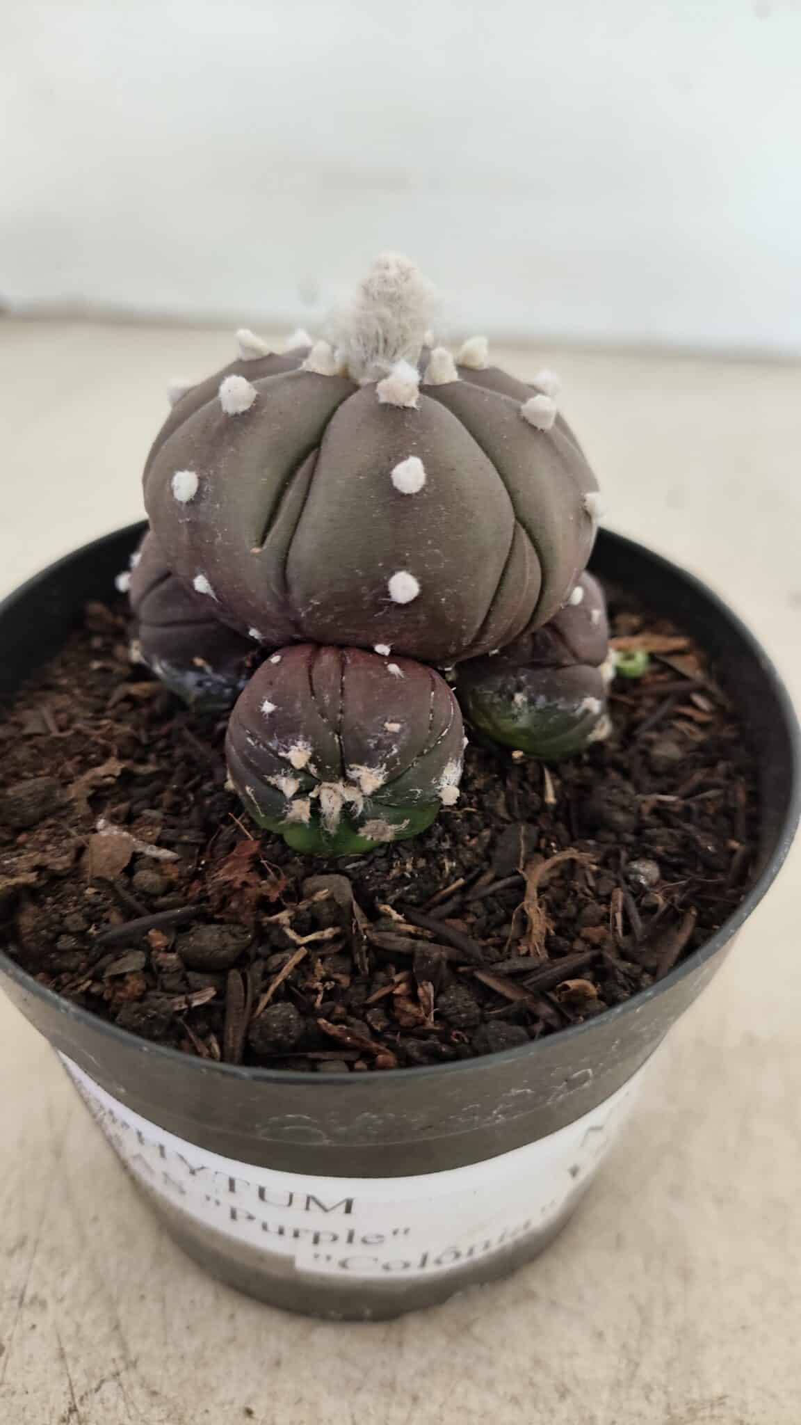 ASTROPHYTUM ASTERIAS “Purple” Colonia  Nº 1005 – vaso 09 - foto 3