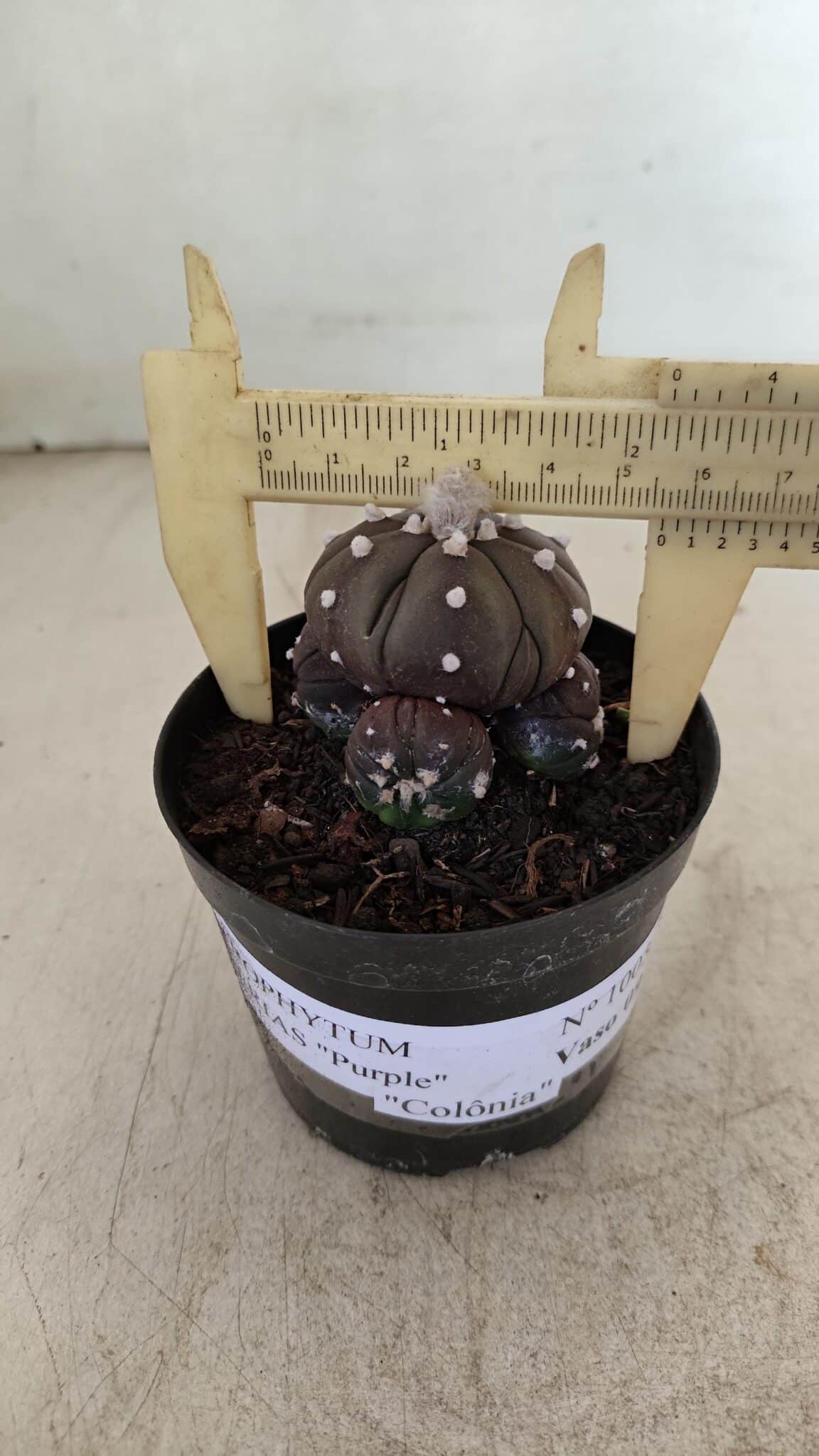 ASTROPHYTUM ASTERIAS “Purple” Colonia  Nº 1005 – vaso 09 - foto 4