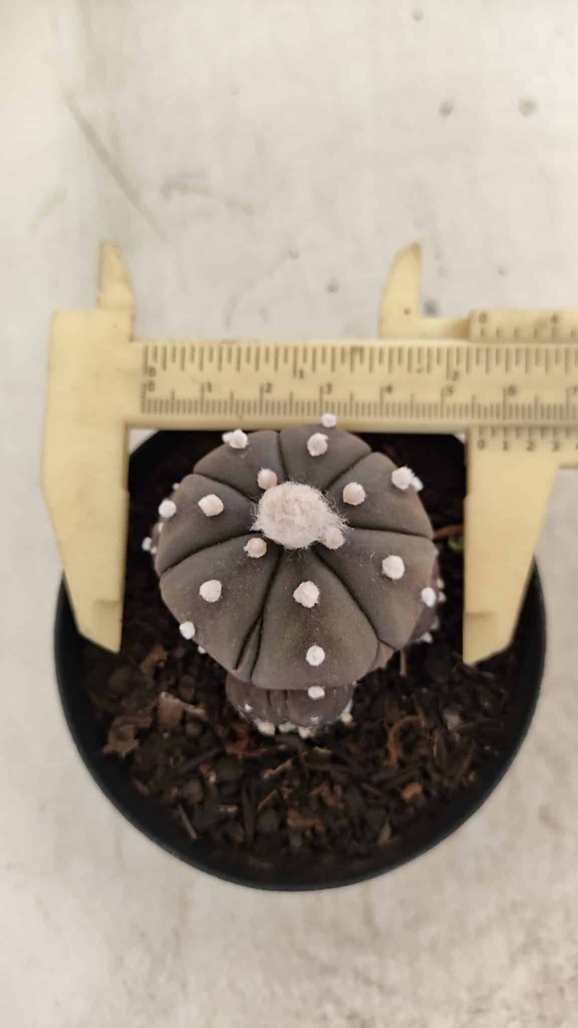 ASTROPHYTUM ASTERIAS “Purple” Colonia  Nº 1005 – vaso 09 - foto 5