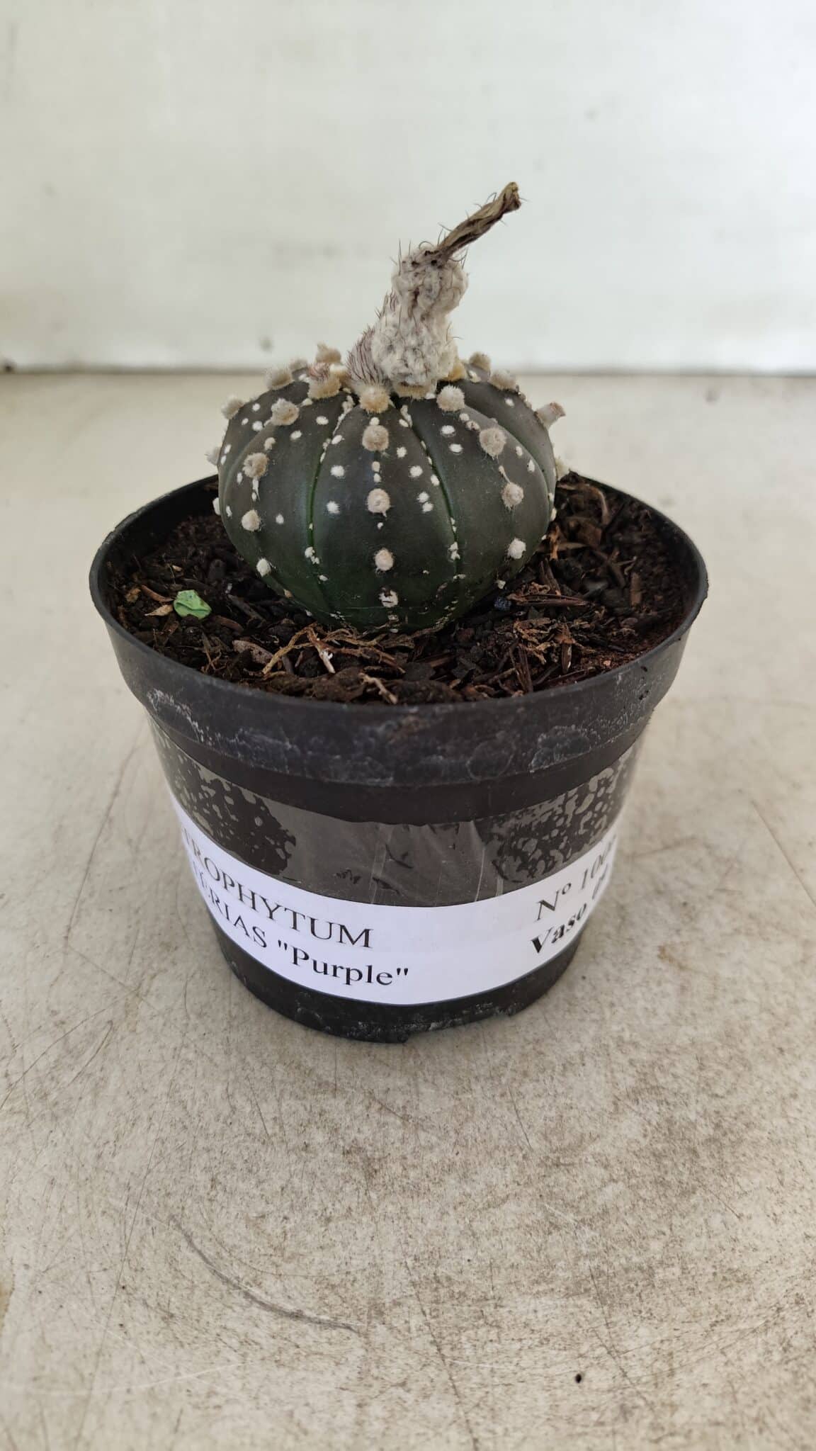 ASTROPHYTUM ASTERIAS “Purple”  Nº 1006 – vaso 09 - foto 2