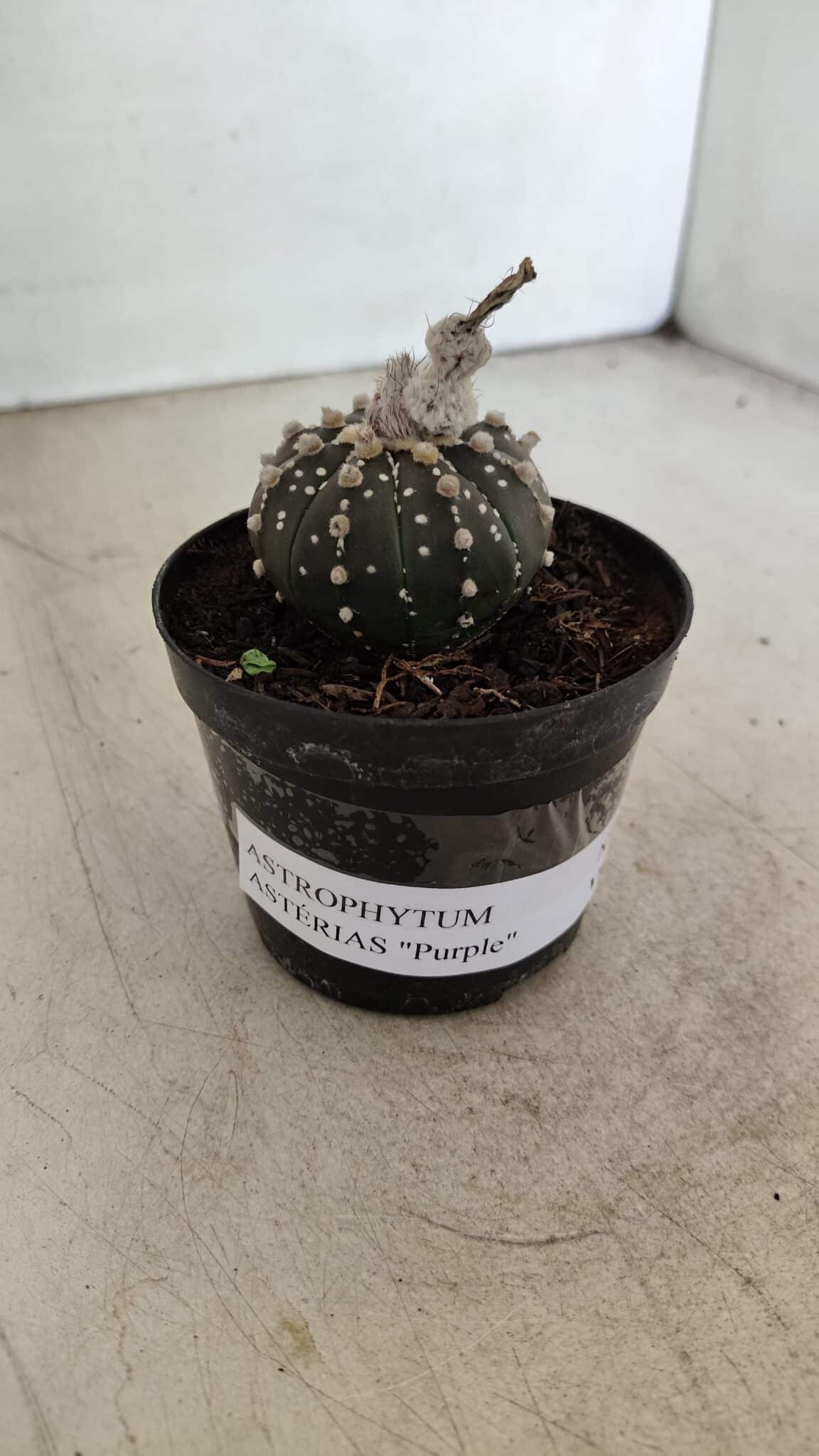ASTROPHYTUM ASTERIAS “Purple”  Nº 1006 – vaso 09 - foto 9