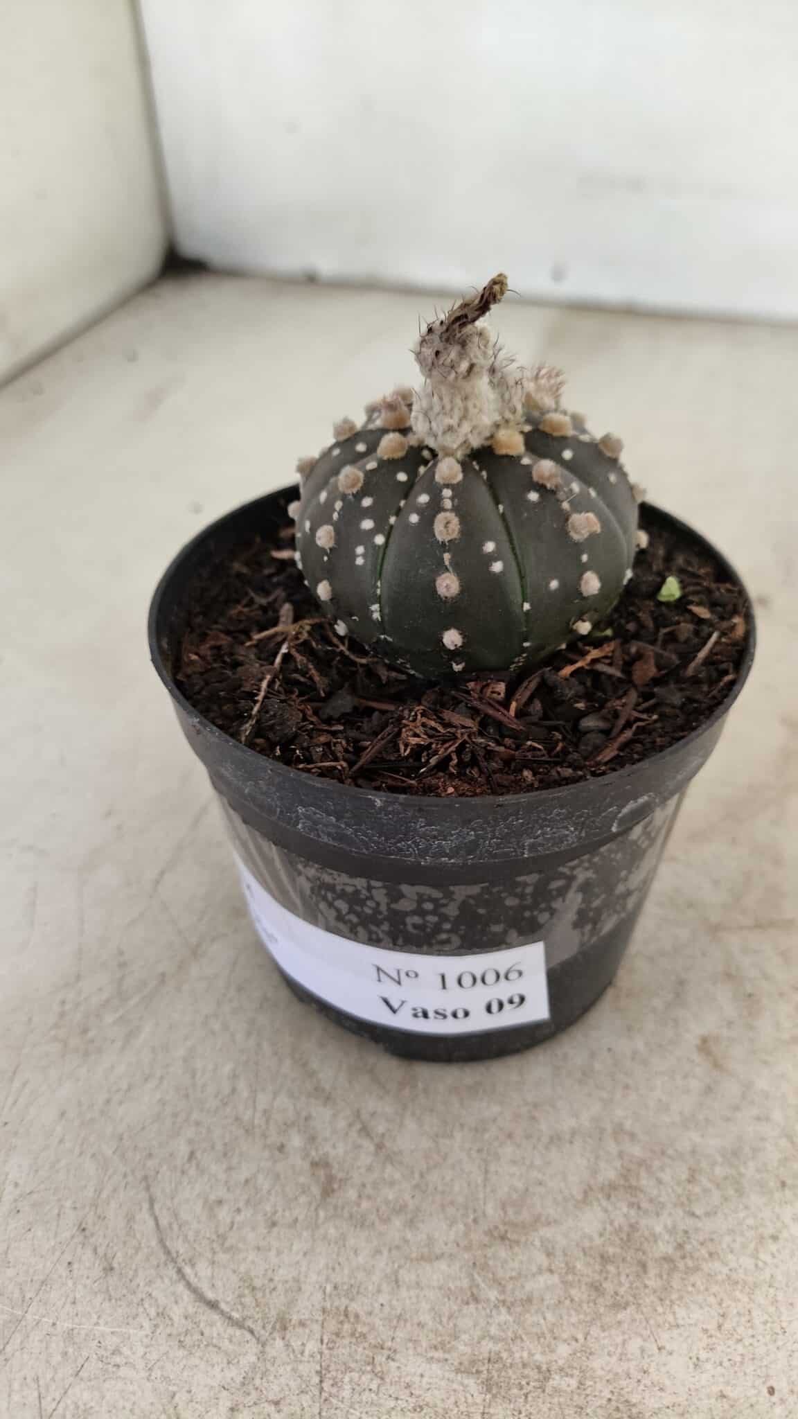 ASTROPHYTUM ASTERIAS “Purple”  Nº 1006 – vaso 09 - foto 8