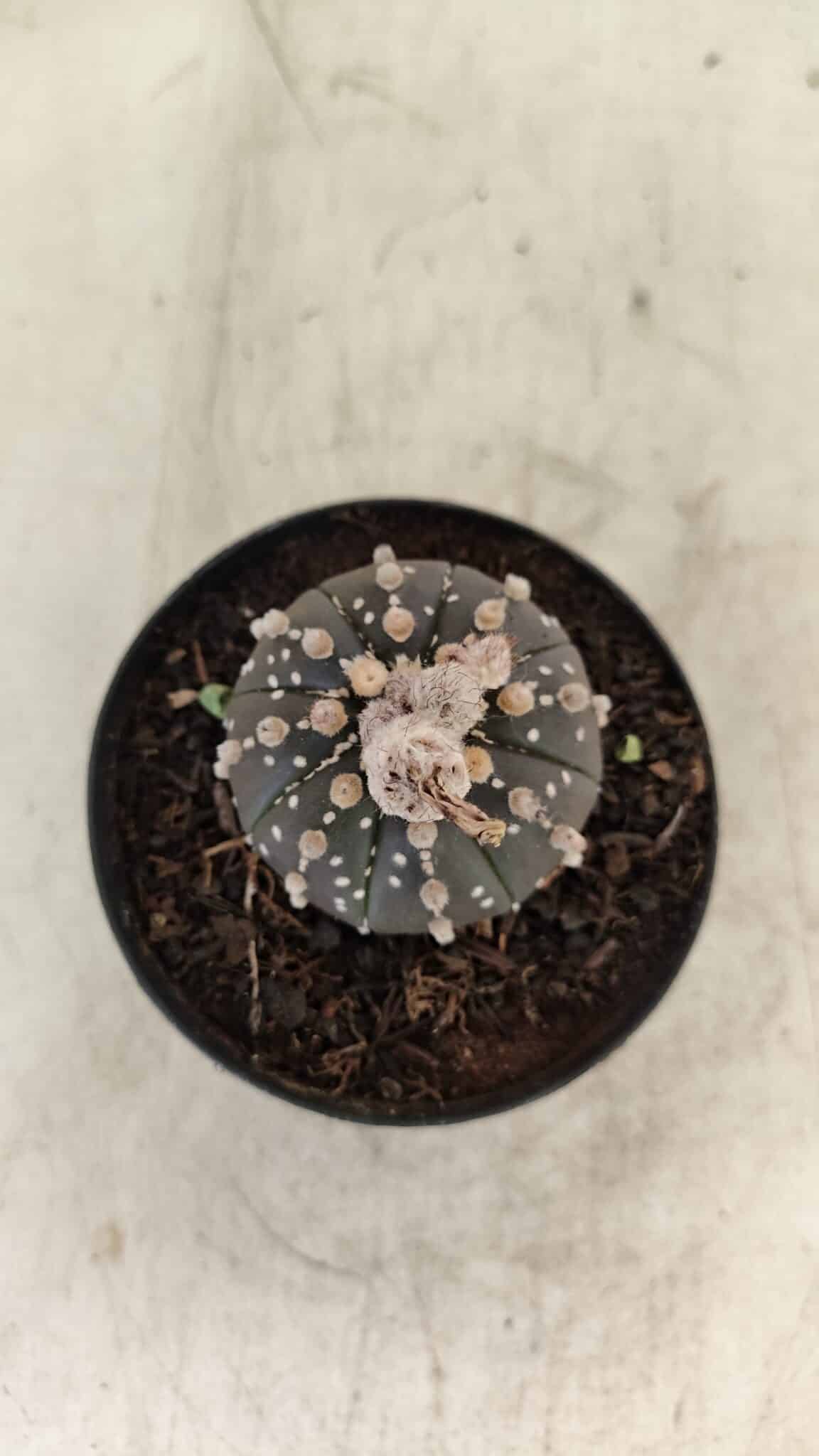 ASTROPHYTUM ASTERIAS “Purple”  Nº 1006 – vaso 09 - foto 3