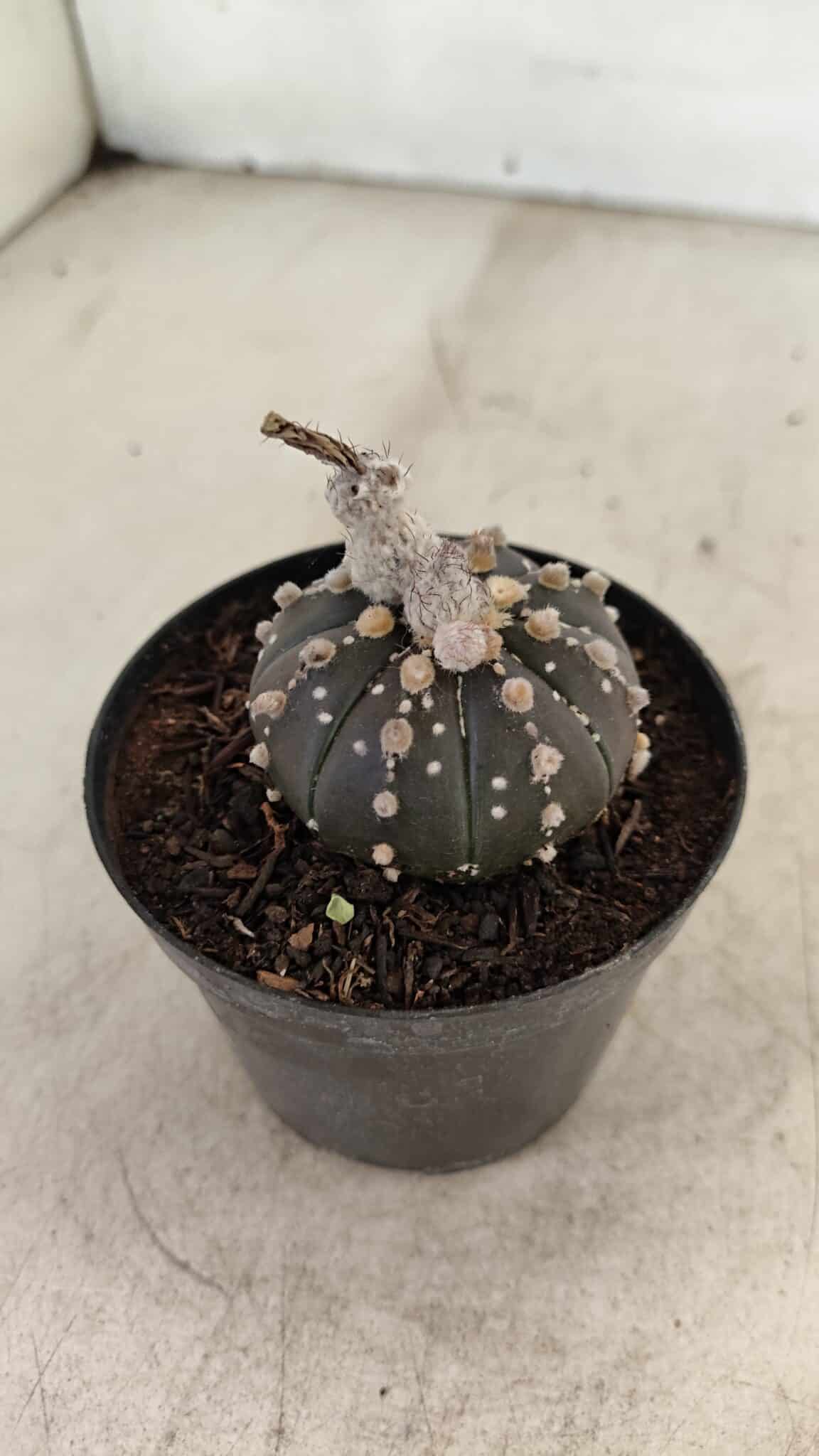 ASTROPHYTUM ASTERIAS “Purple”  Nº 1006 – vaso 09 - foto 7