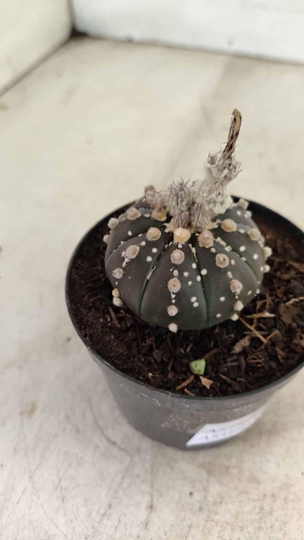 ASTROPHYTUM ASTERIAS “Purple”  Nº 1006 – vaso 09 - foto 6