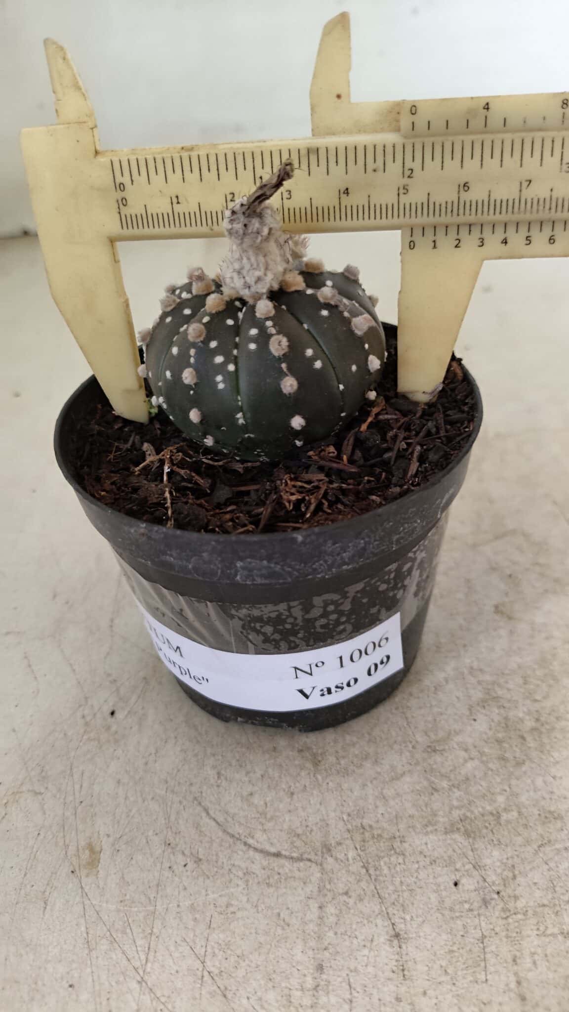 ASTROPHYTUM ASTERIAS “Purple”  Nº 1006 – vaso 09 - foto 4