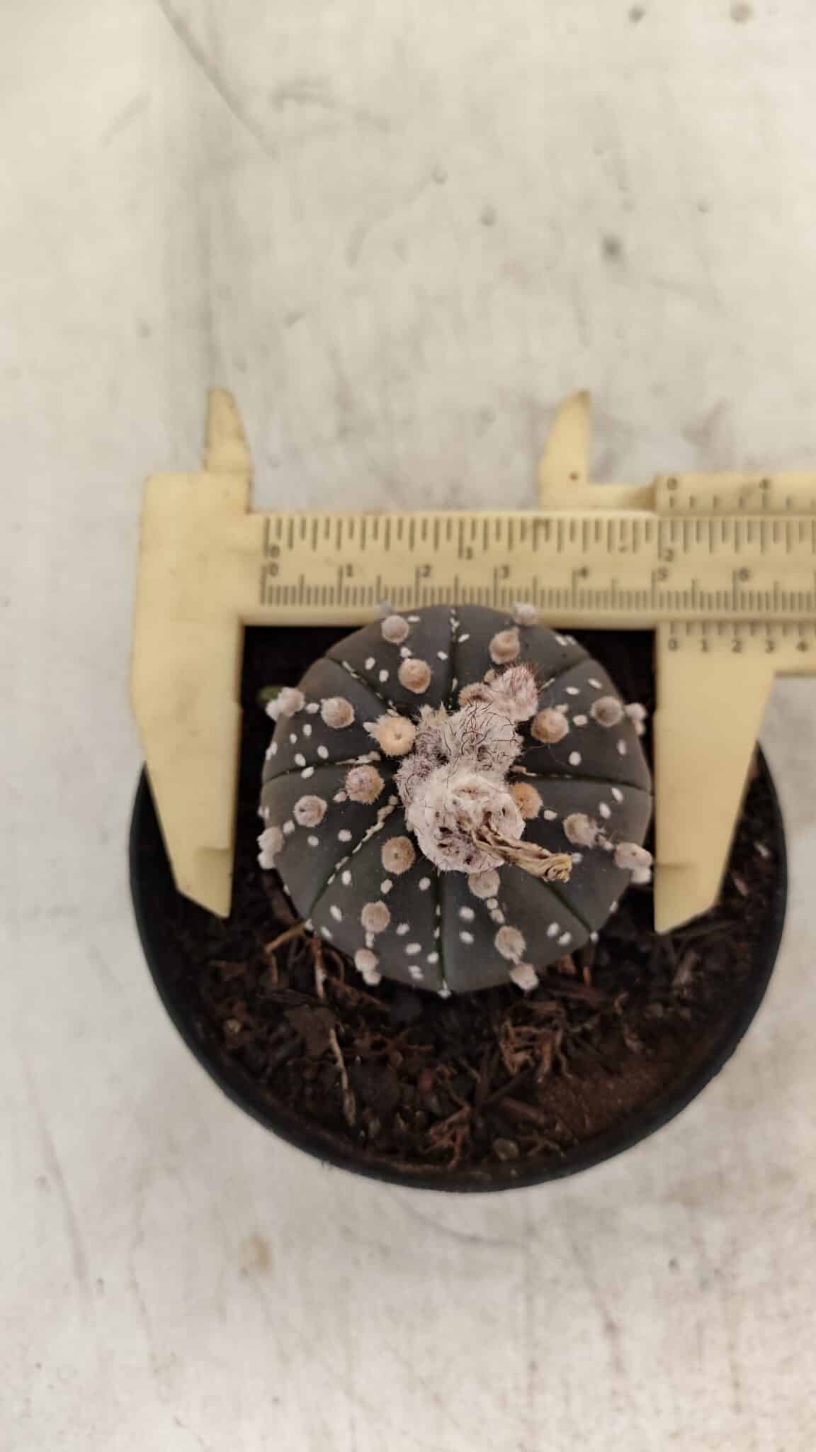 ASTROPHYTUM ASTERIAS “Purple”  Nº 1006 – vaso 09 - foto 5
