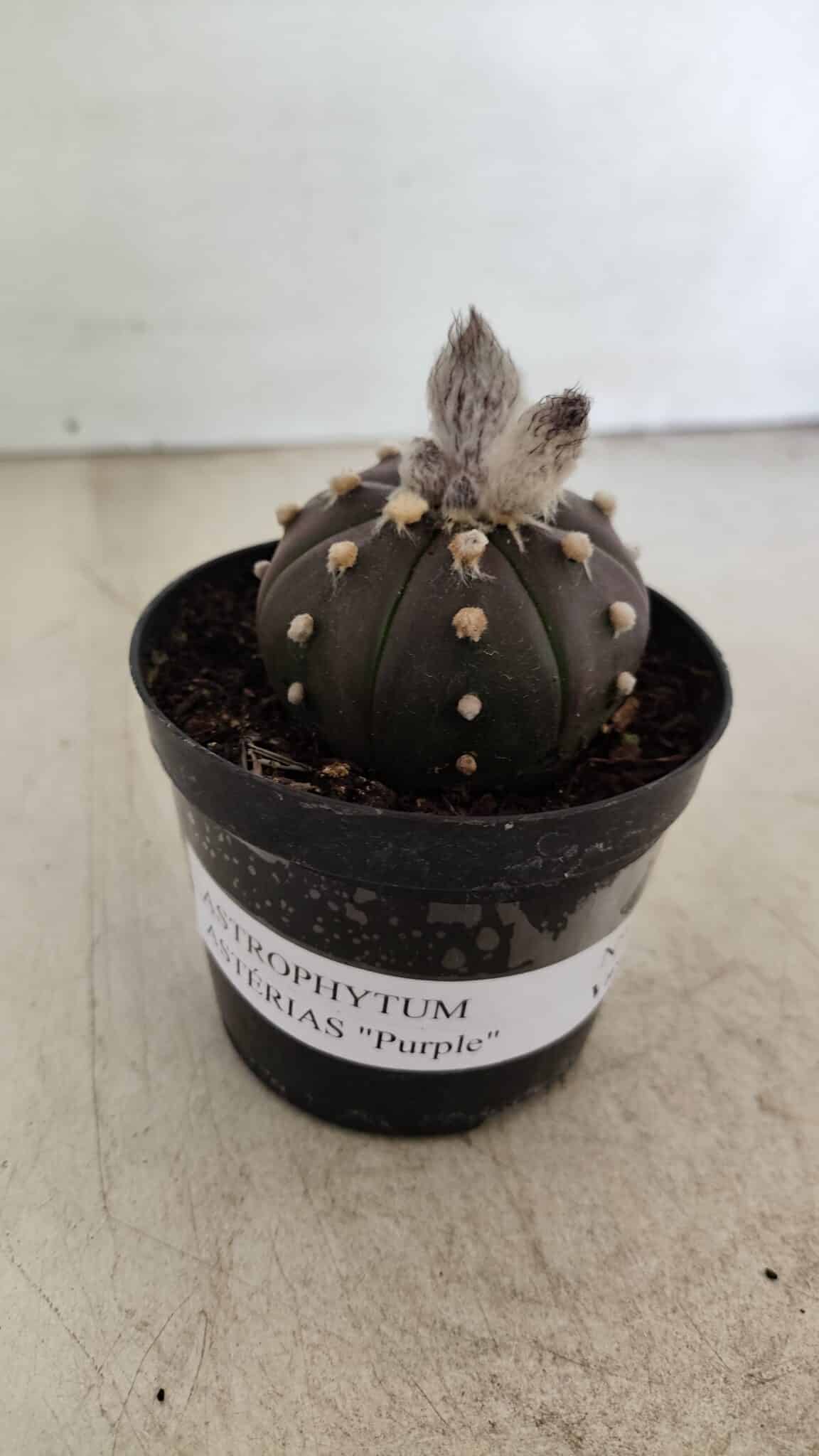 ASTROPHYTUM ASTERIAS “Purple”  Nº 1007 – vaso 09 - foto 2