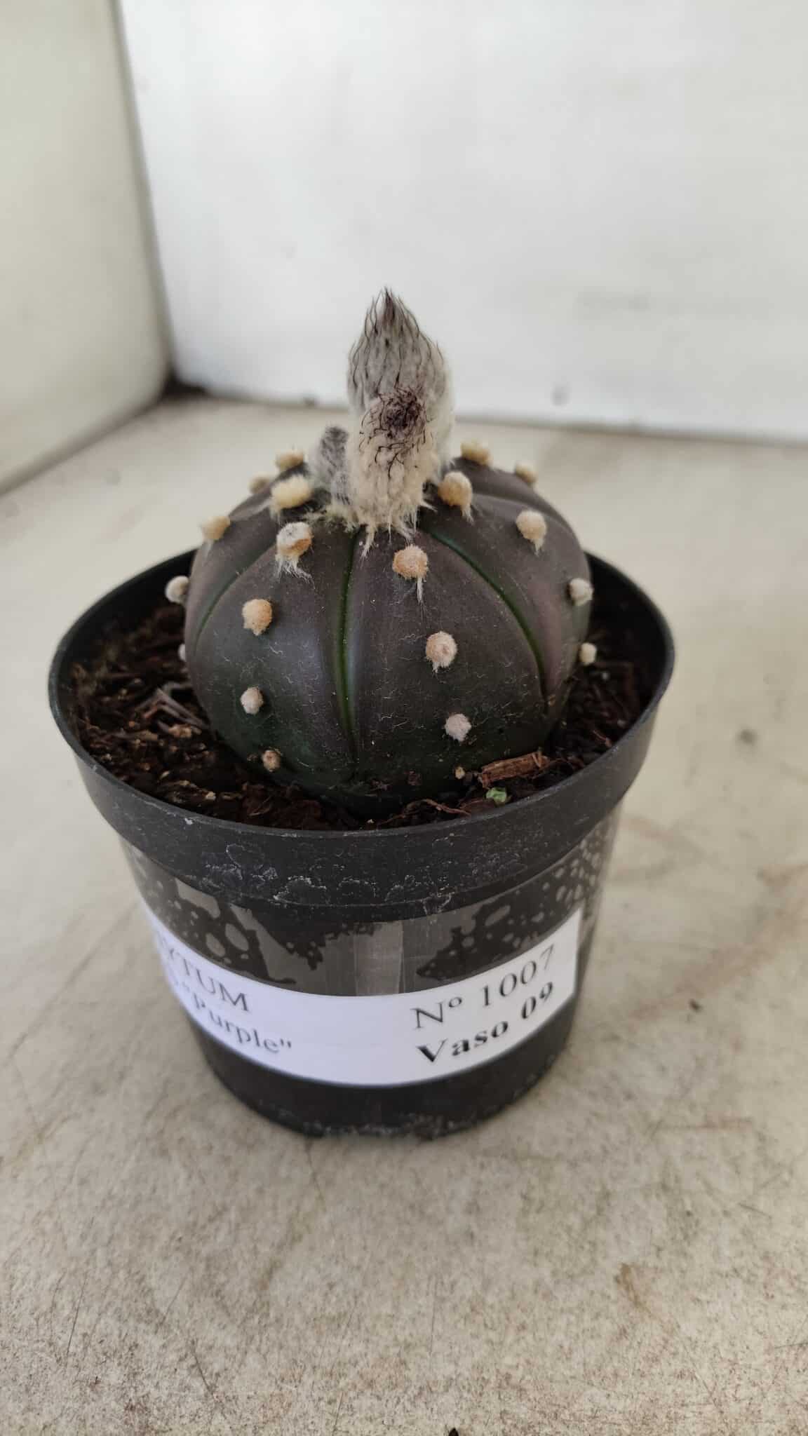 ASTROPHYTUM ASTERIAS “Purple”  Nº 1007 – vaso 09 - foto 8