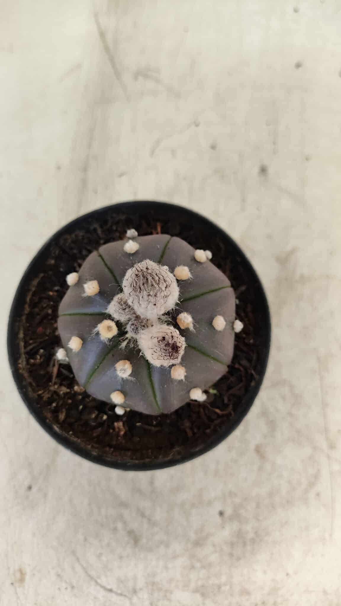 ASTROPHYTUM ASTERIAS “Purple”  Nº 1007 – vaso 09 - foto 3
