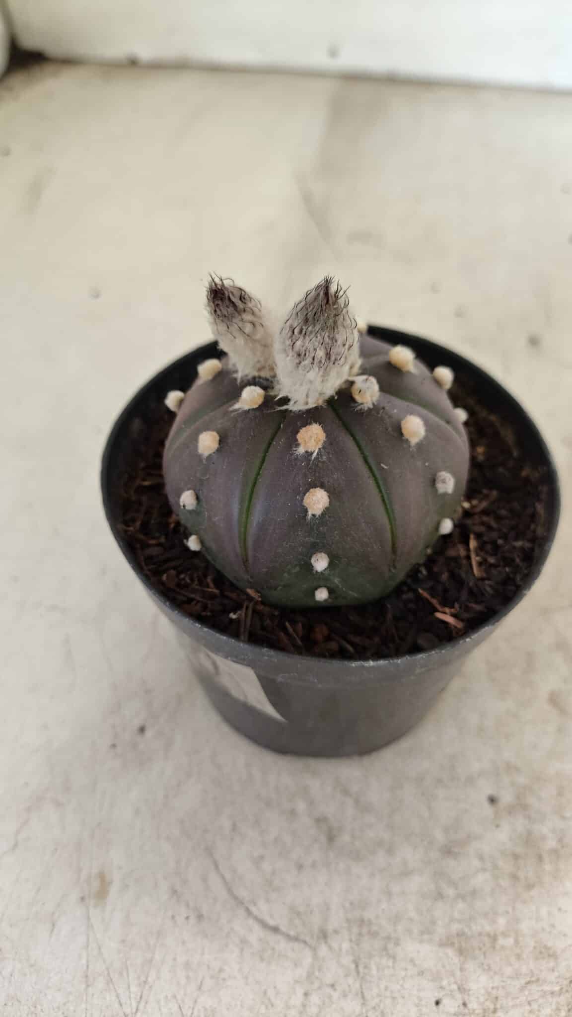 ASTROPHYTUM ASTERIAS “Purple”  Nº 1007 – vaso 09 - foto 7