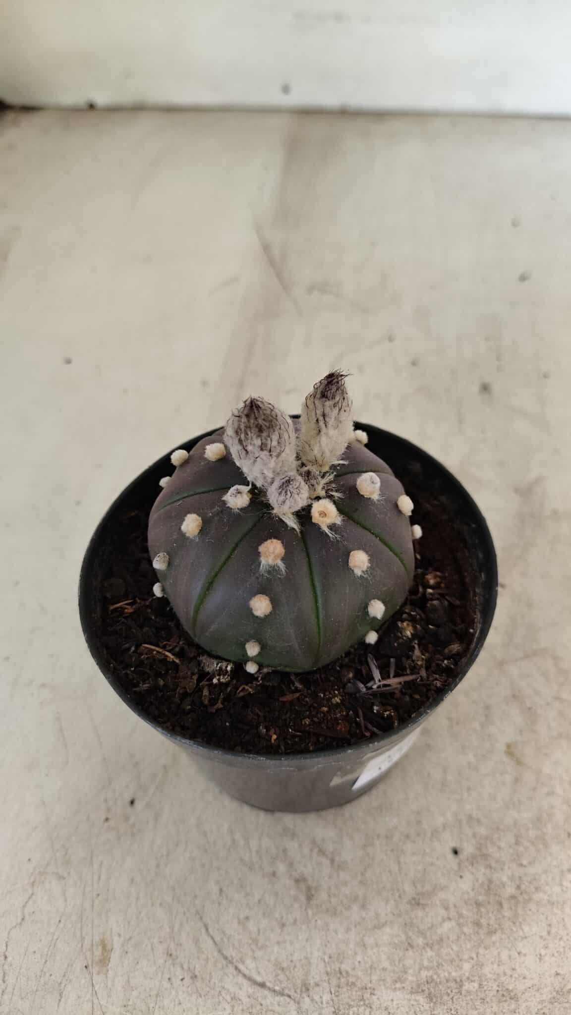 ASTROPHYTUM ASTERIAS “Purple”  Nº 1007 – vaso 09 - foto 6