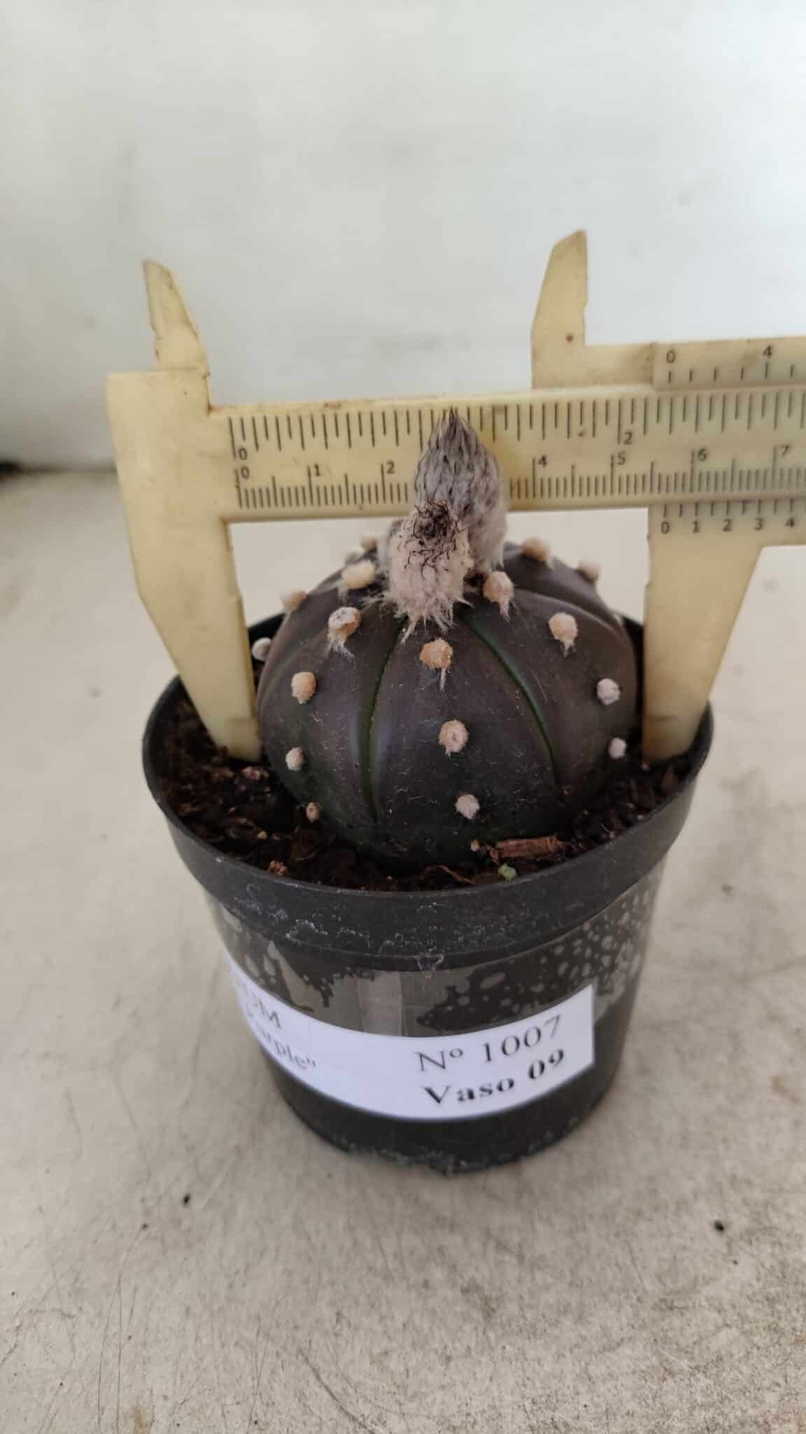 ASTROPHYTUM ASTERIAS “Purple”  Nº 1007 – vaso 09 - foto 4