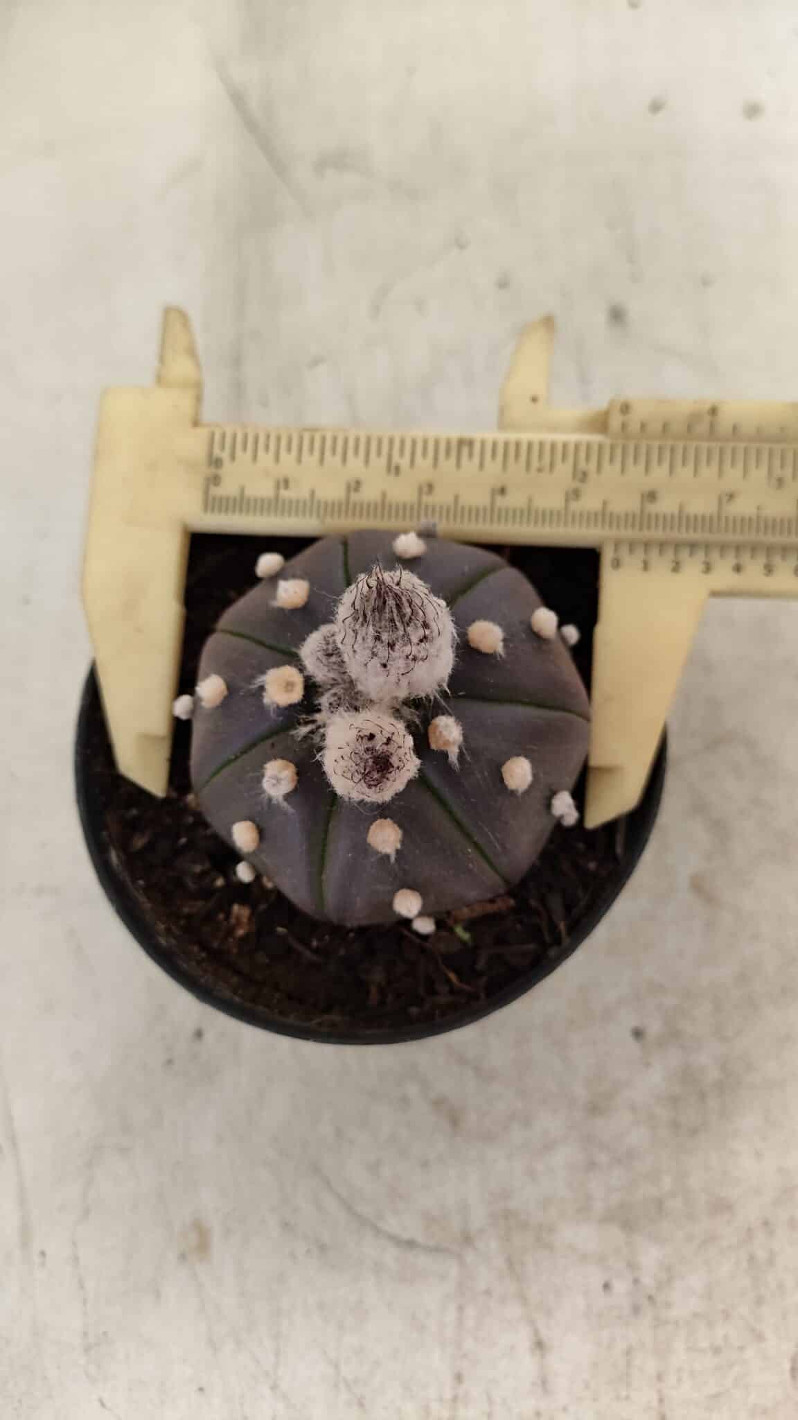 ASTROPHYTUM ASTERIAS “Purple”  Nº 1007 – vaso 09 - foto 5