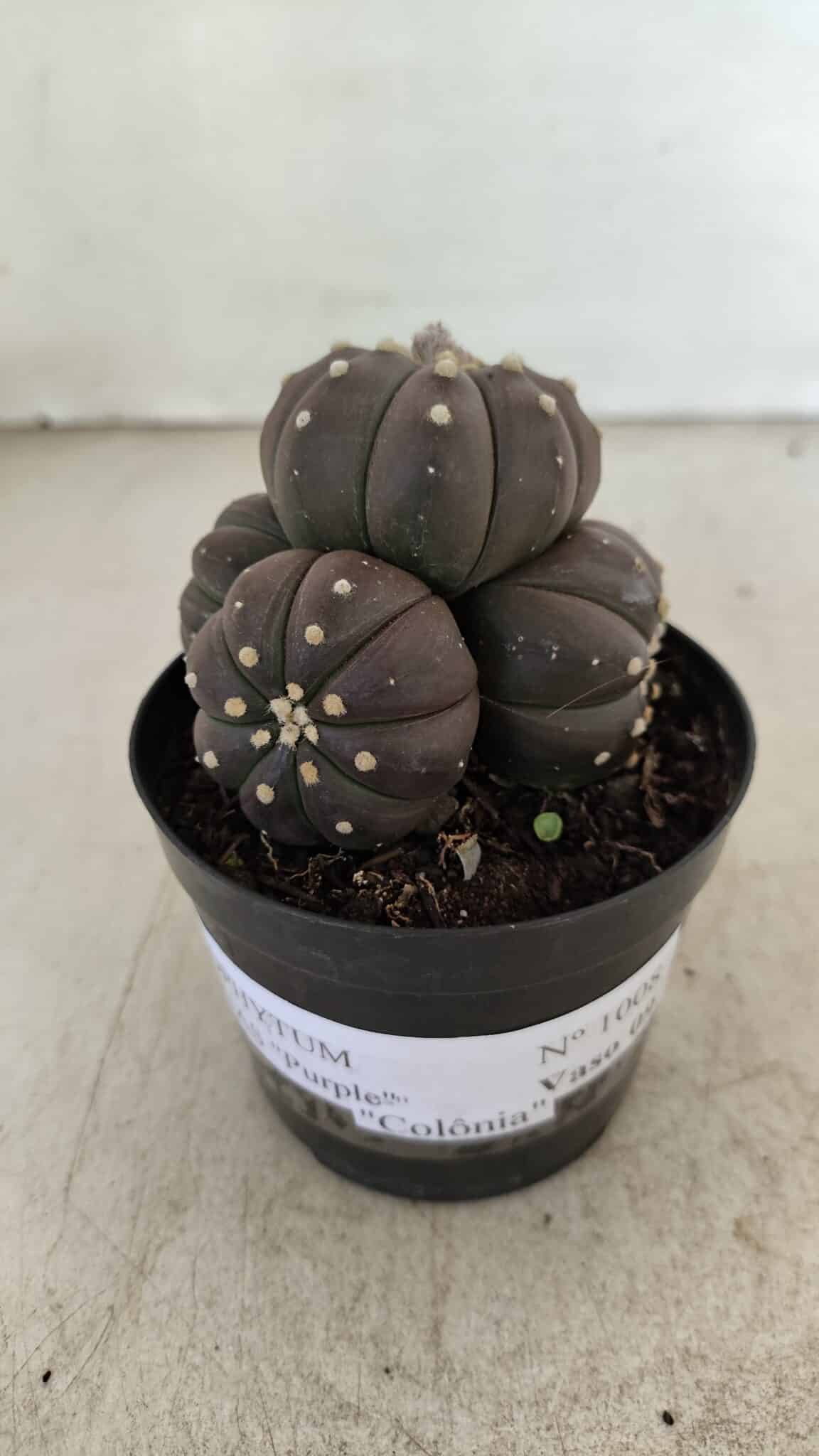 ASTROPHYTUM ASTERIAS “Purple” Colonia  Nº 1008 – vaso 09 - foto 2