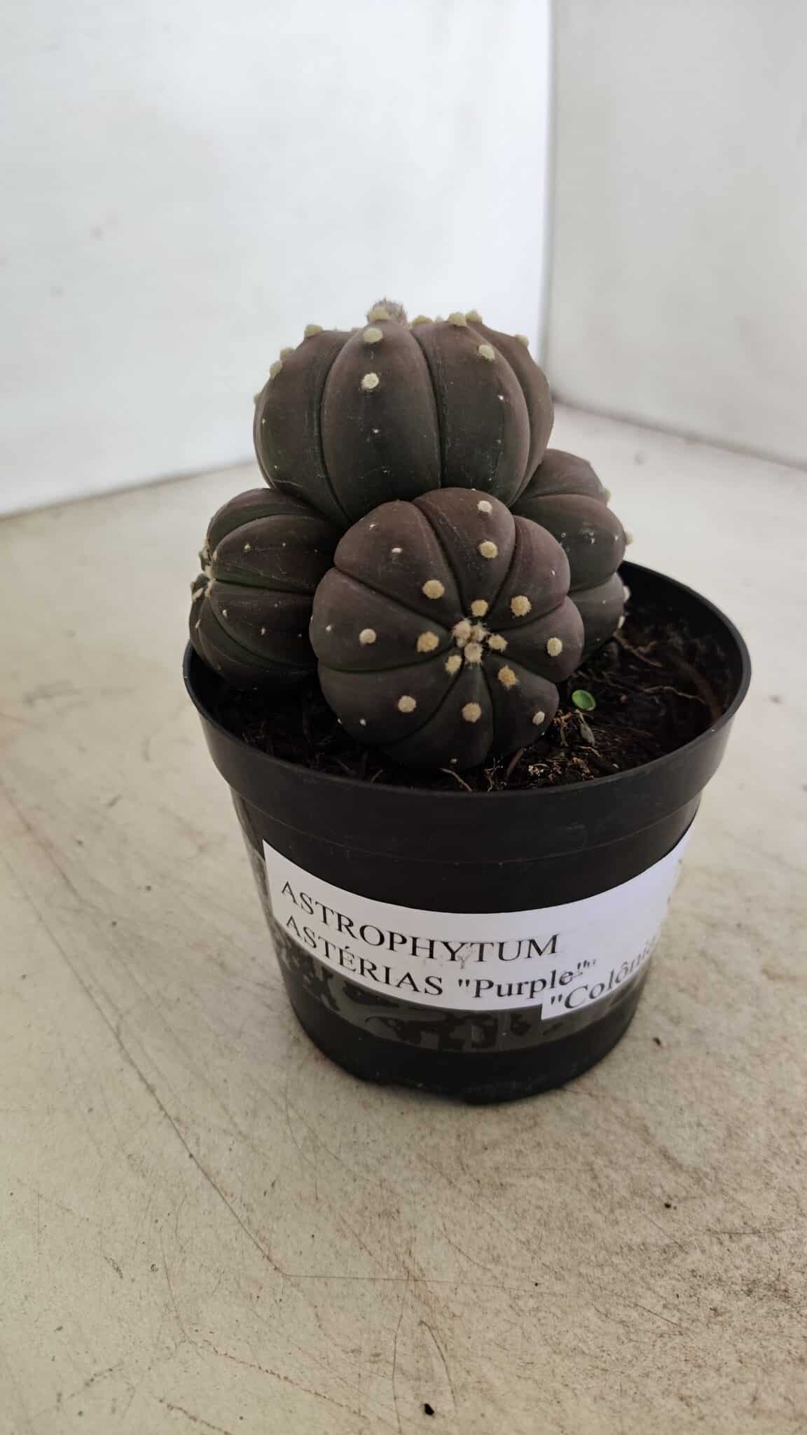 ASTROPHYTUM ASTERIAS “Purple” Colonia  Nº 1008 – vaso 09 - foto 9