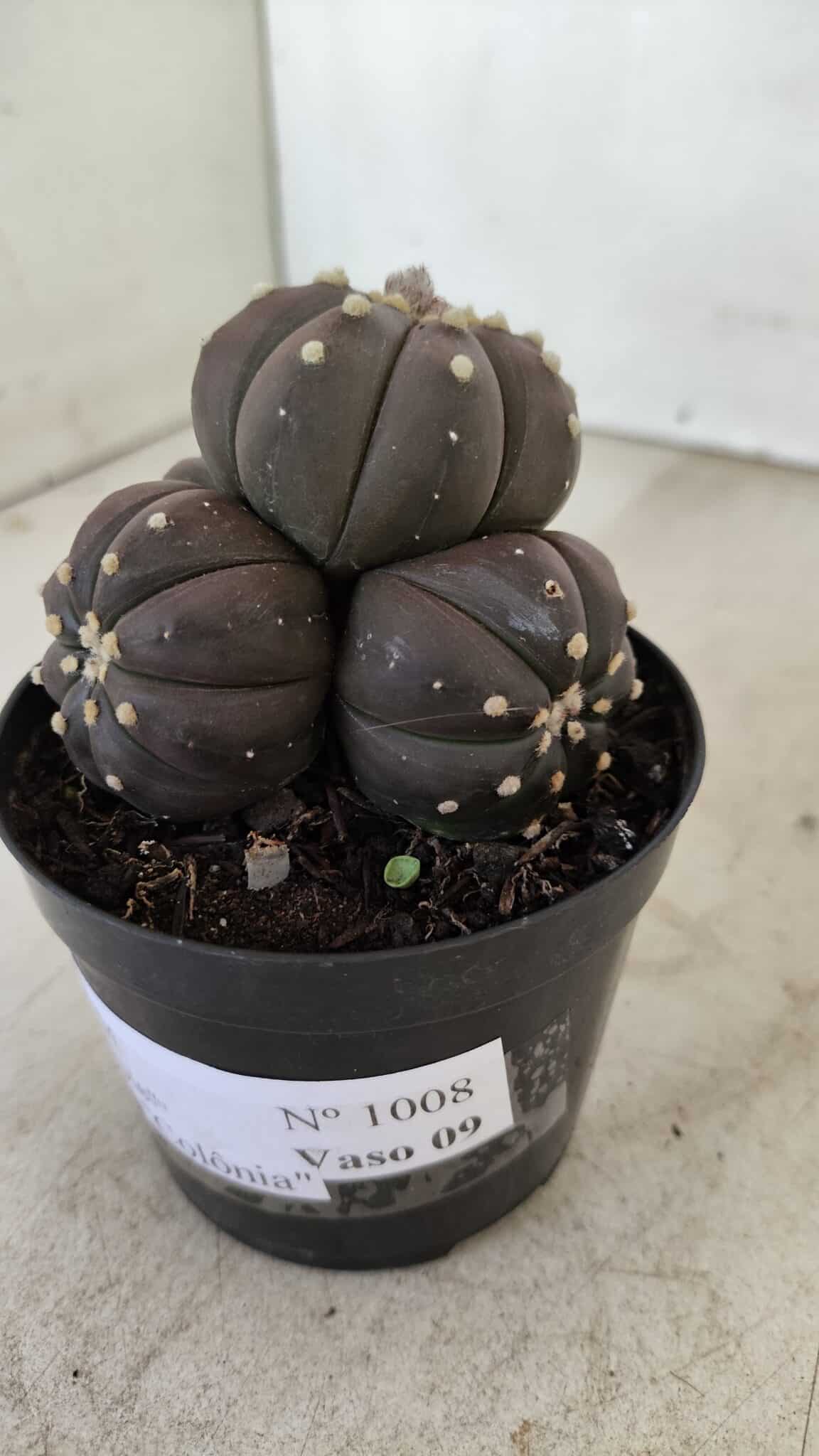 ASTROPHYTUM ASTERIAS “Purple” Colonia  Nº 1008 – vaso 09 - foto 8