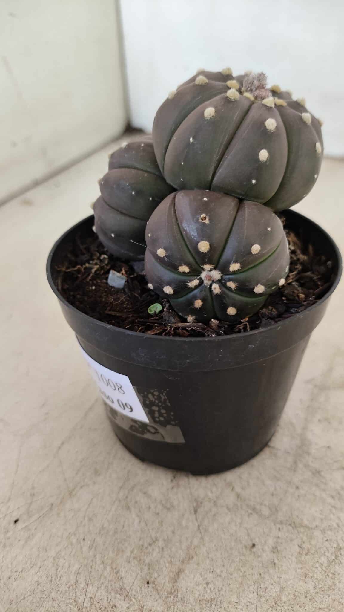 ASTROPHYTUM ASTERIAS “Purple” Colonia  Nº 1008 – vaso 09 - foto 7