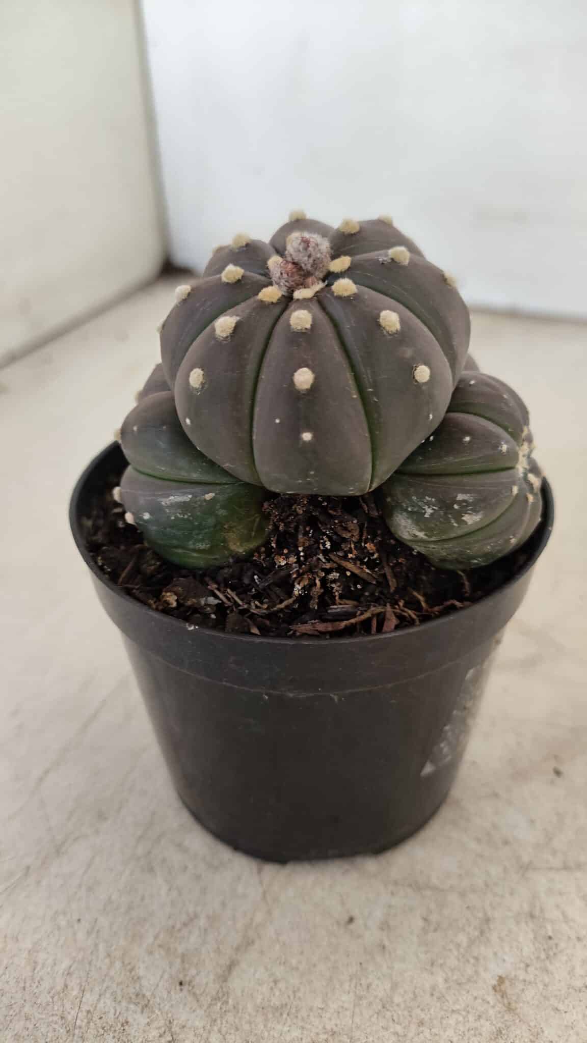 ASTROPHYTUM ASTERIAS “Purple” Colonia  Nº 1008 – vaso 09 - foto 6