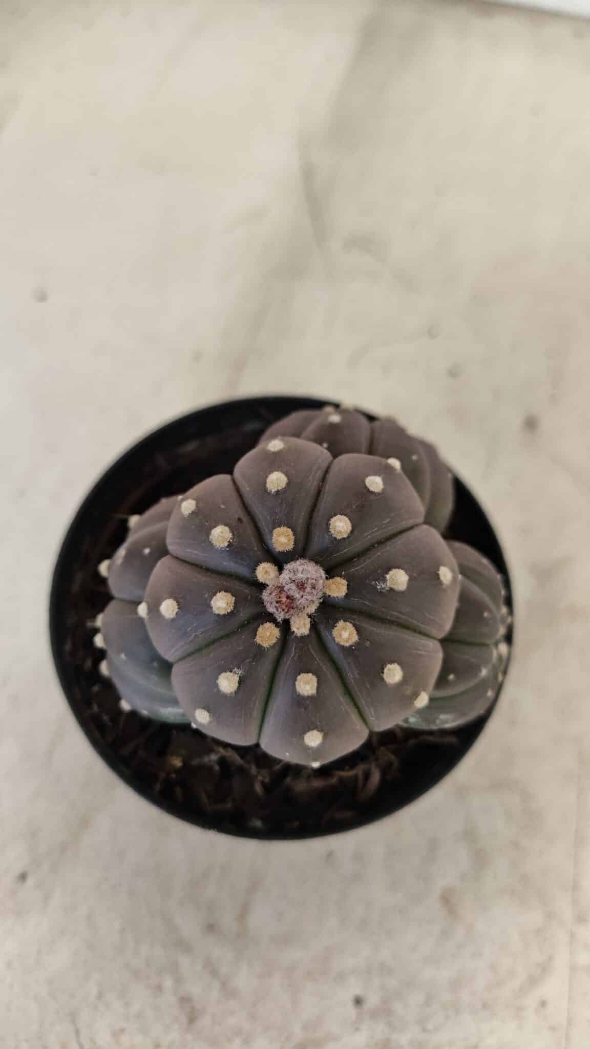ASTROPHYTUM ASTERIAS “Purple” Colonia  Nº 1008 – vaso 09 - foto 5