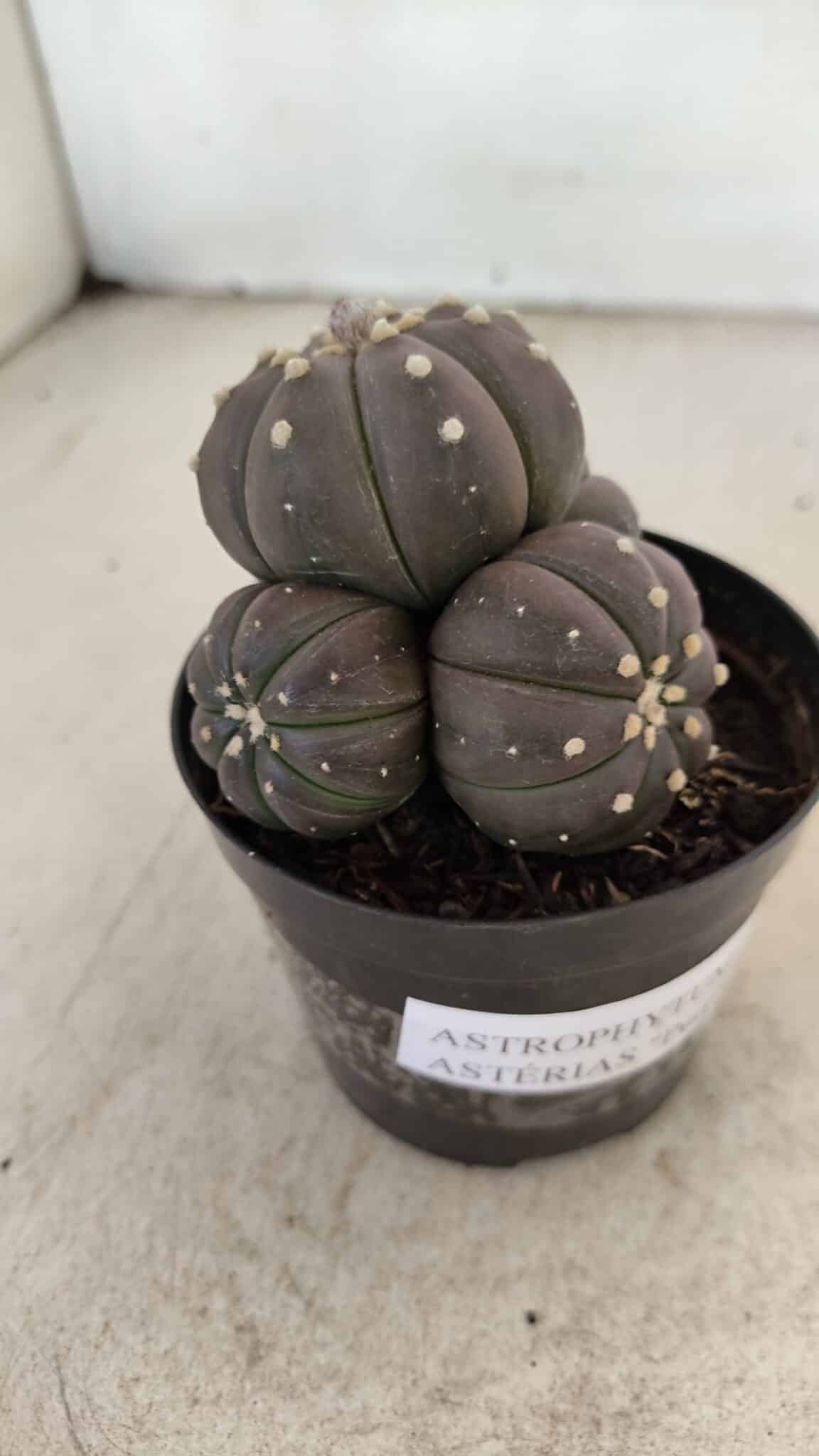 ASTROPHYTUM ASTERIAS “Purple” Colonia  Nº 1008 – vaso 09 - foto 3