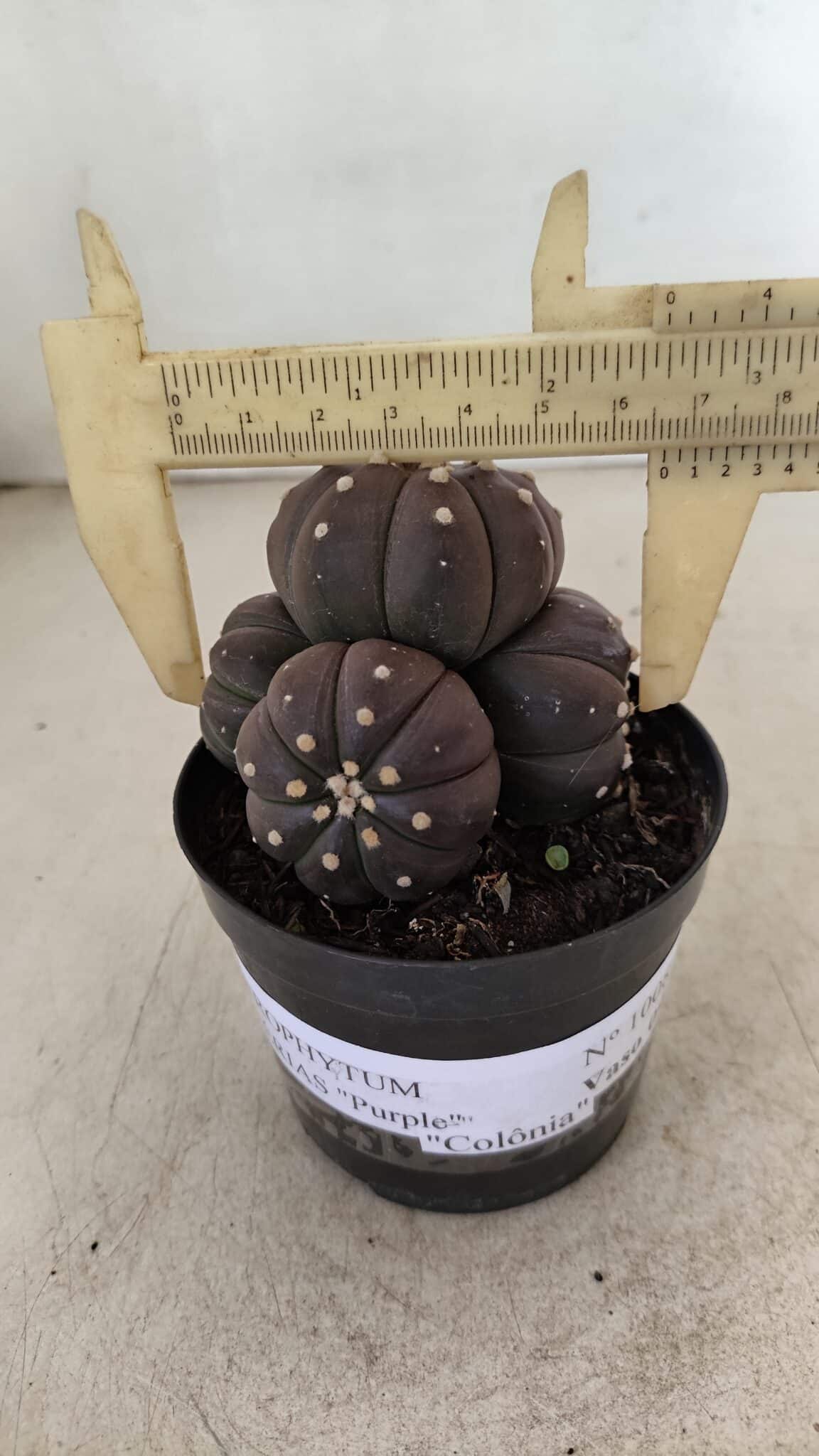 ASTROPHYTUM ASTERIAS “Purple” Colonia  Nº 1008 – vaso 09 - foto 4