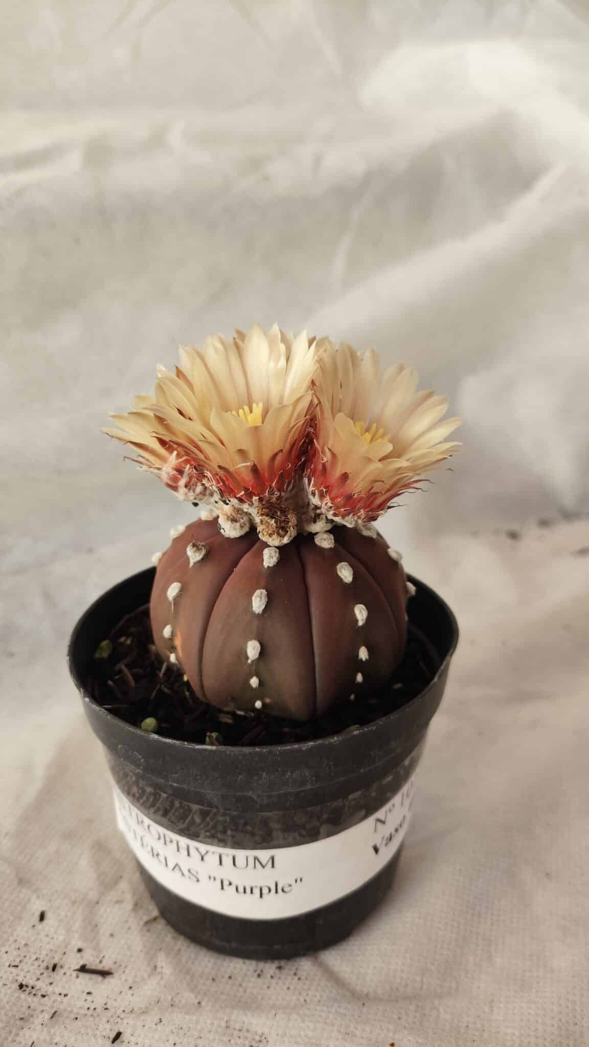 ASTROPHYTUM ASTERIAS “Purple”  Nº 1010 – vaso 09 - foto 2