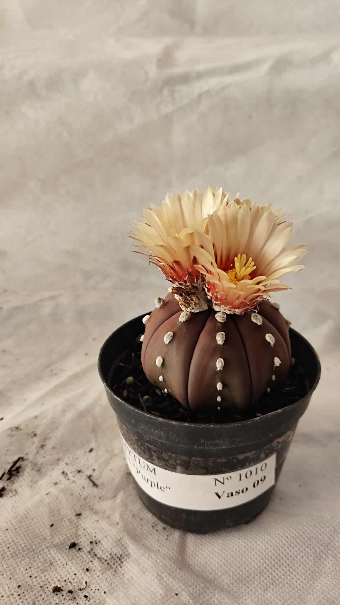 ASTROPHYTUM ASTERIAS “Purple”  Nº 1010 – vaso 09 - foto 8