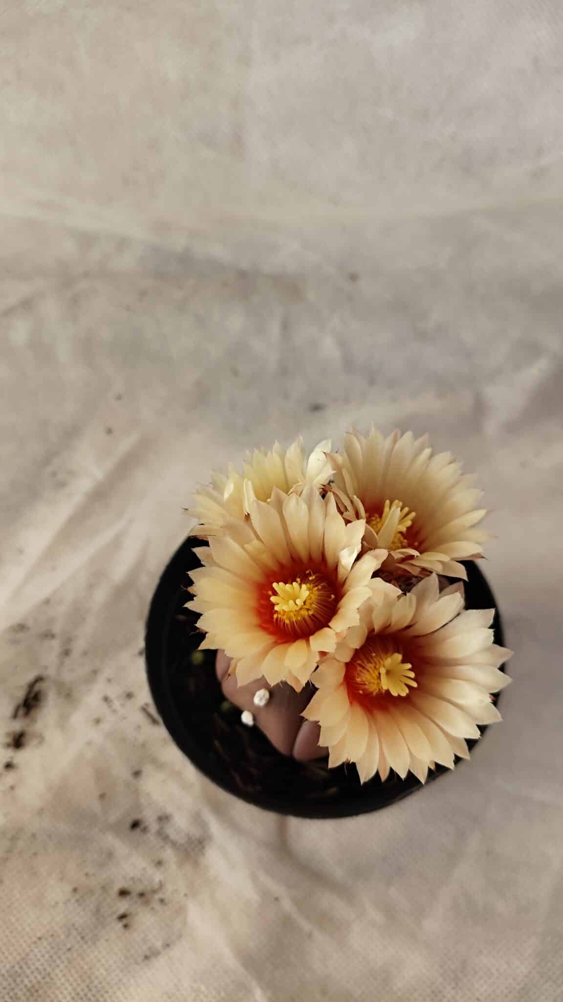 ASTROPHYTUM ASTERIAS “Purple”  Nº 1010 – vaso 09 - foto 3