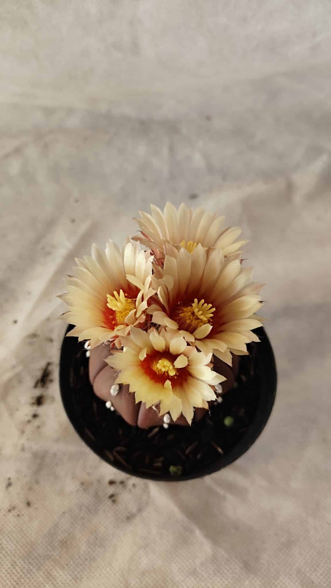 ASTROPHYTUM ASTERIAS “Purple”  Nº 1010 – vaso 09 - foto 5