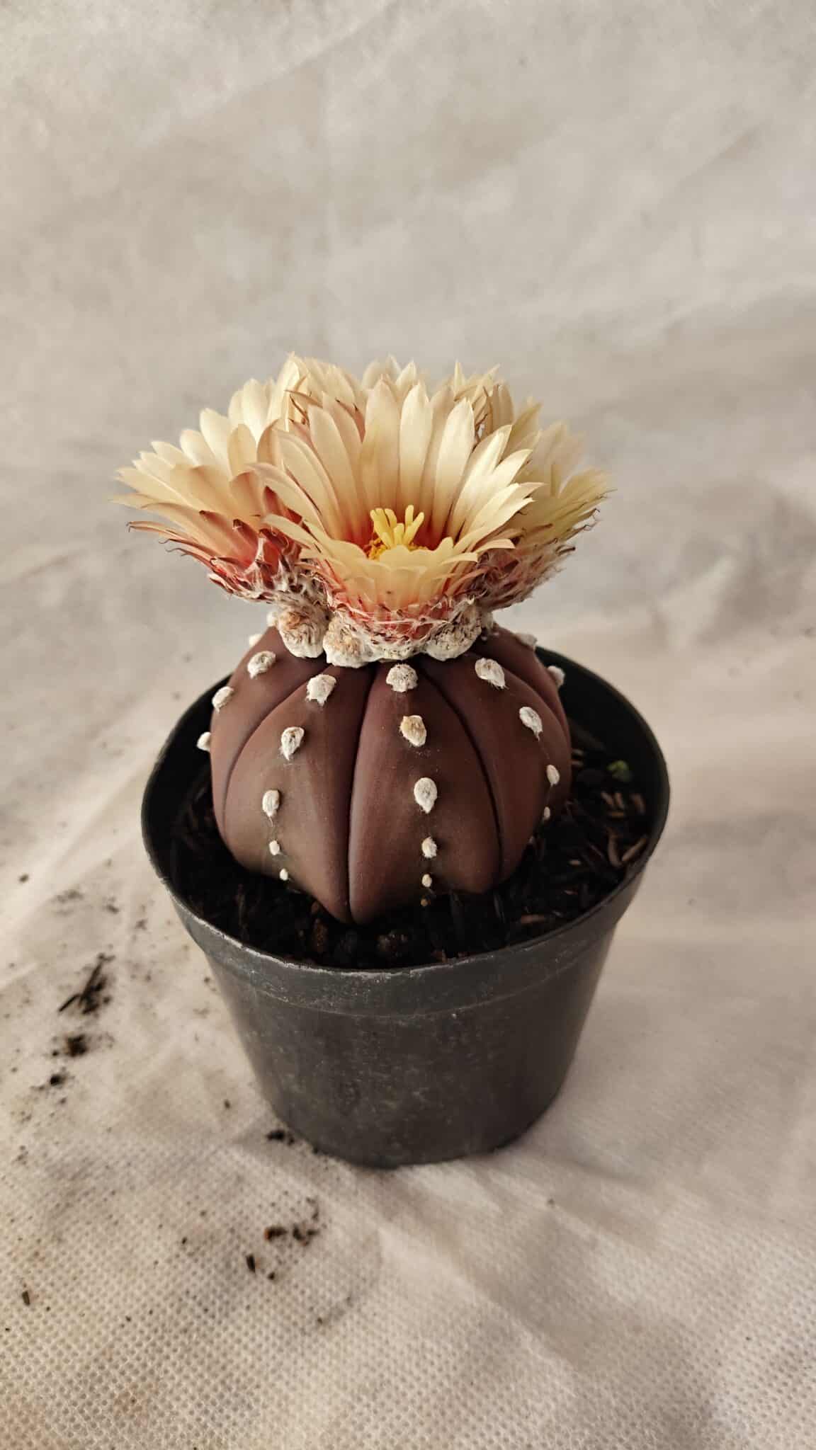 ASTROPHYTUM ASTERIAS “Purple”  Nº 1010 – vaso 09 - foto 7