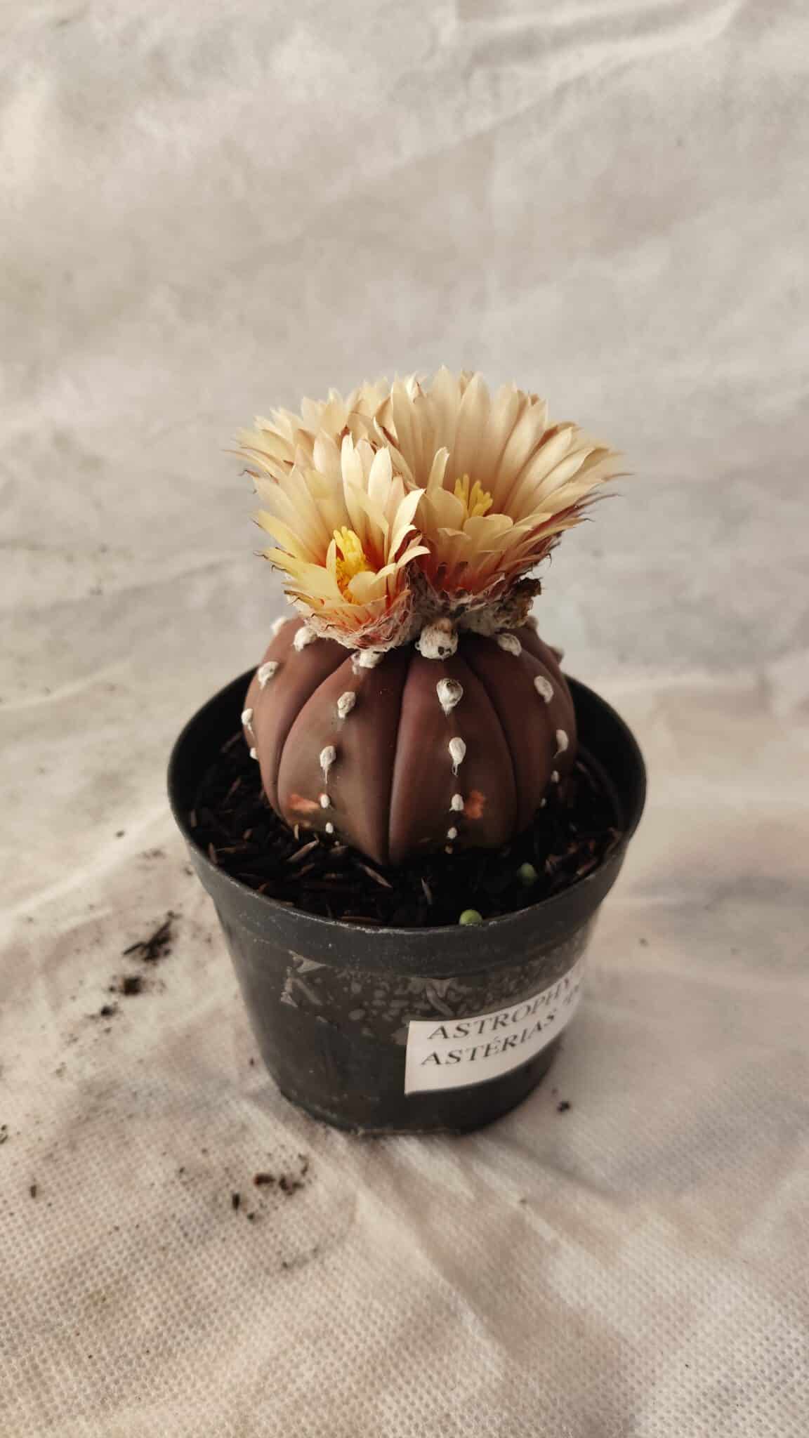 ASTROPHYTUM ASTERIAS “Purple”  Nº 1010 – vaso 09 - foto 6