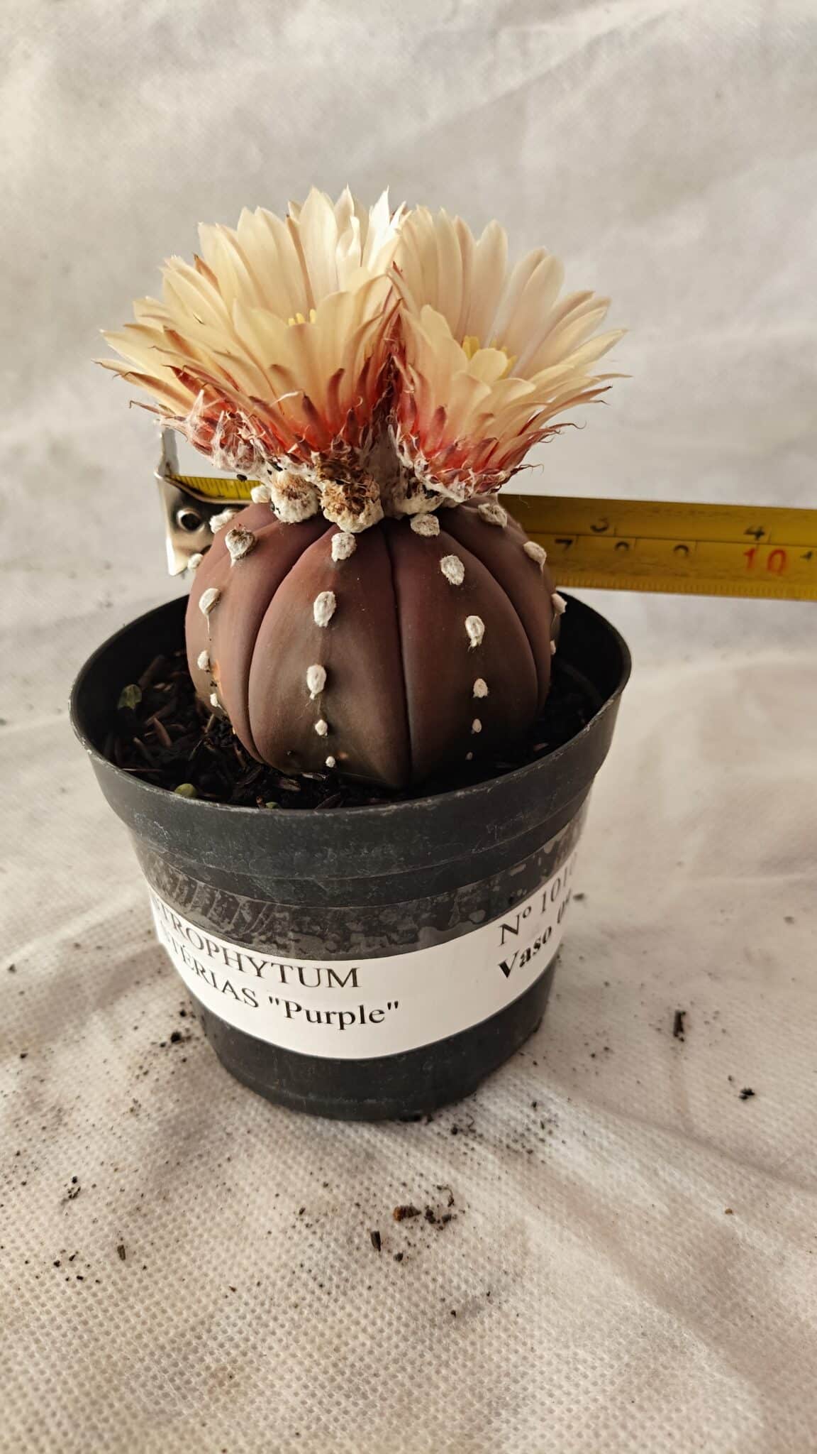 ASTROPHYTUM ASTERIAS “Purple”  Nº 1010 – vaso 09 - foto 4